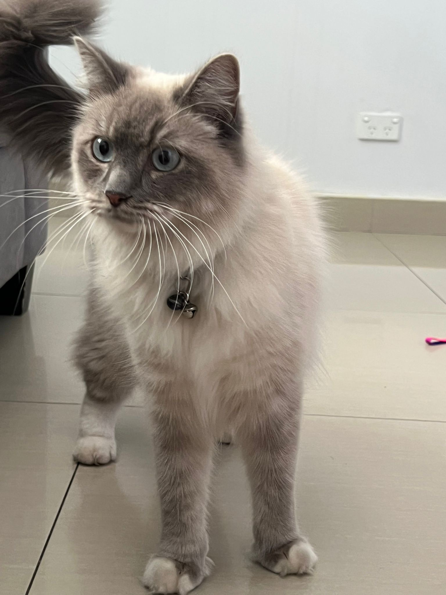 Ragdoll – Punchbowl