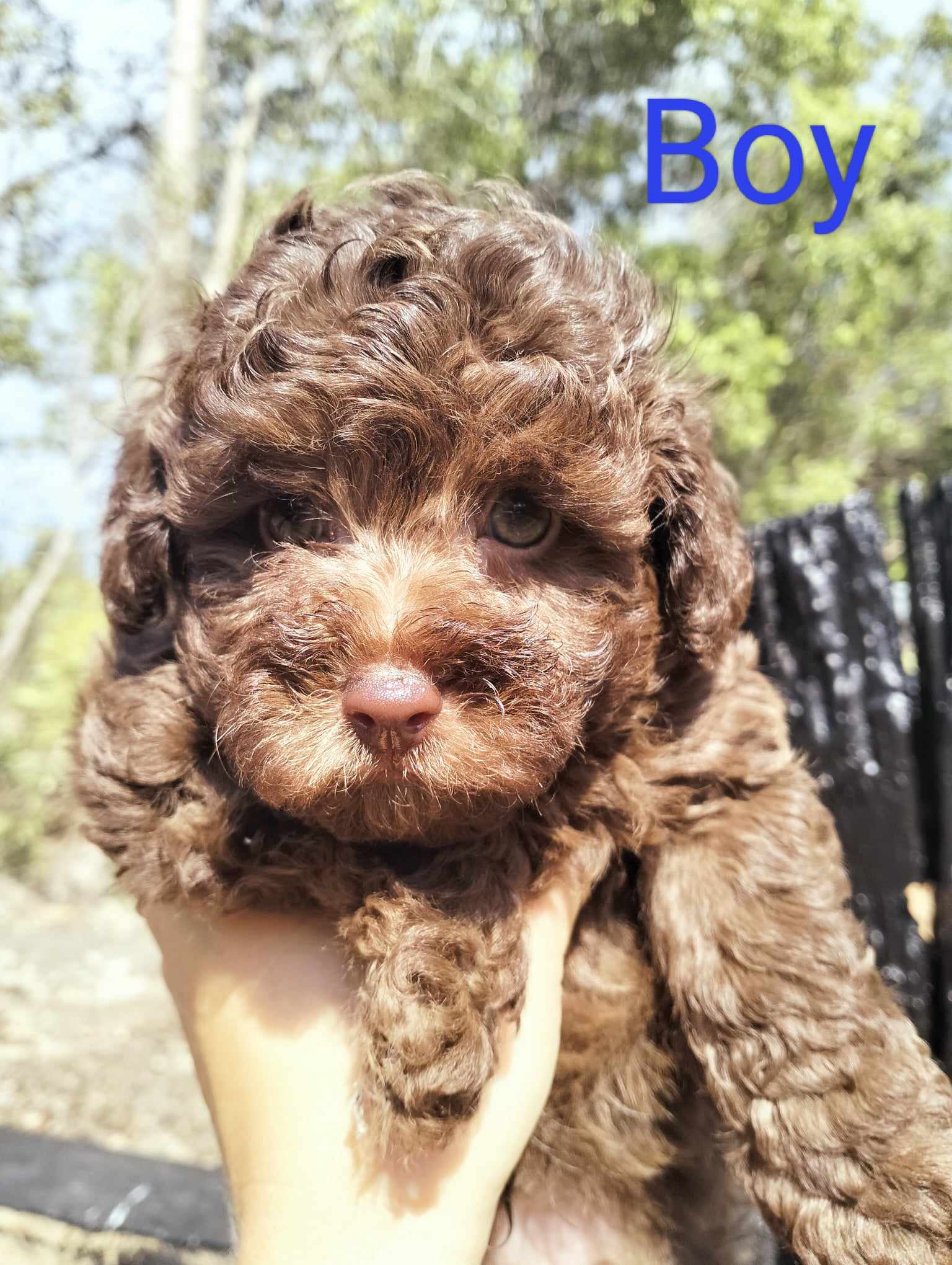 Toy Poodle Puppies – Gilston