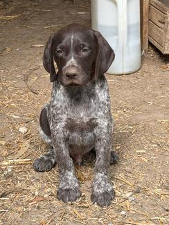 German Shorthaired Pointer – Wollert