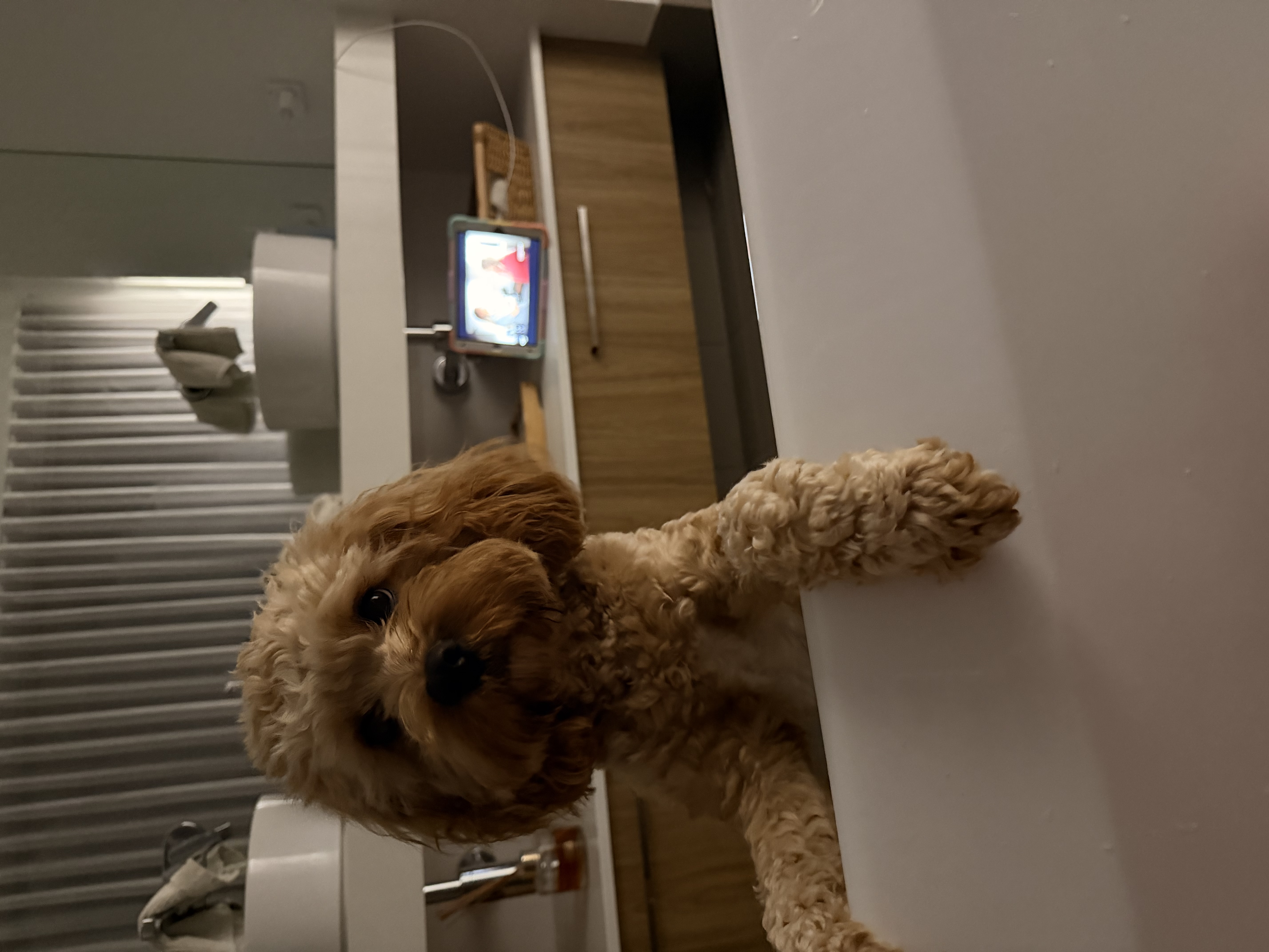 Cavoodle – Eglinton