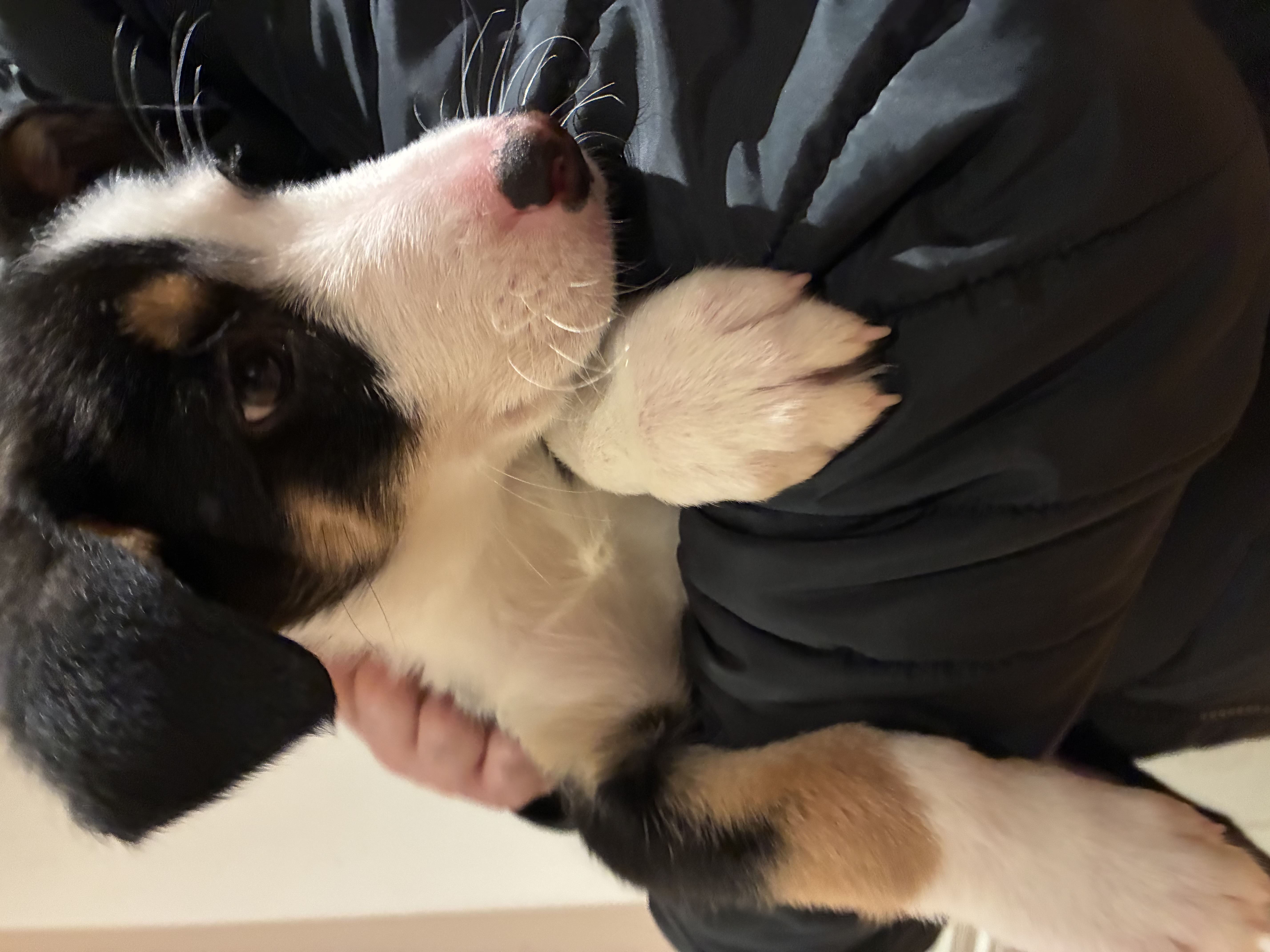 Australian Kelpie – Doncaster