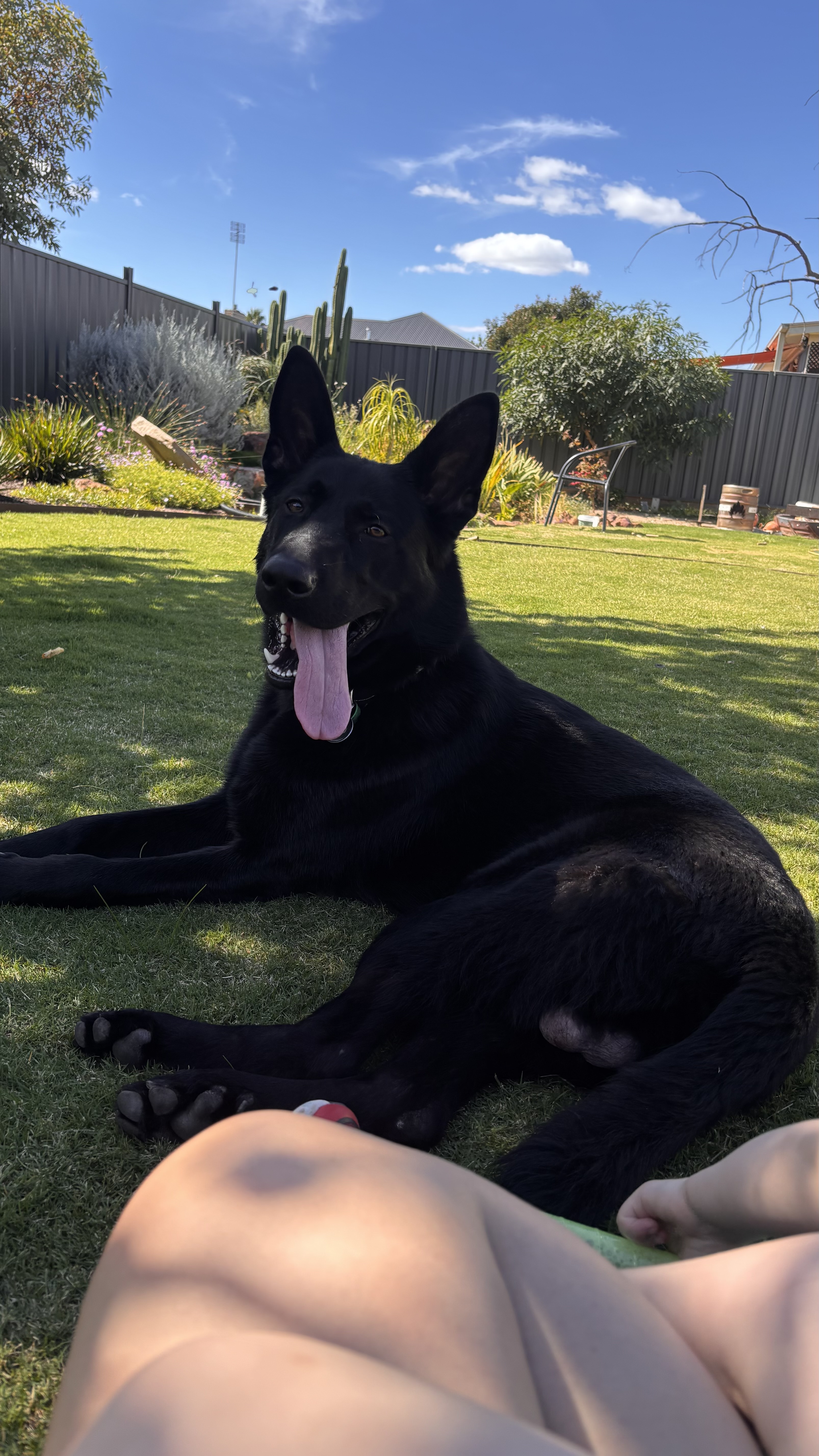 German Shepherd – Wangaratta