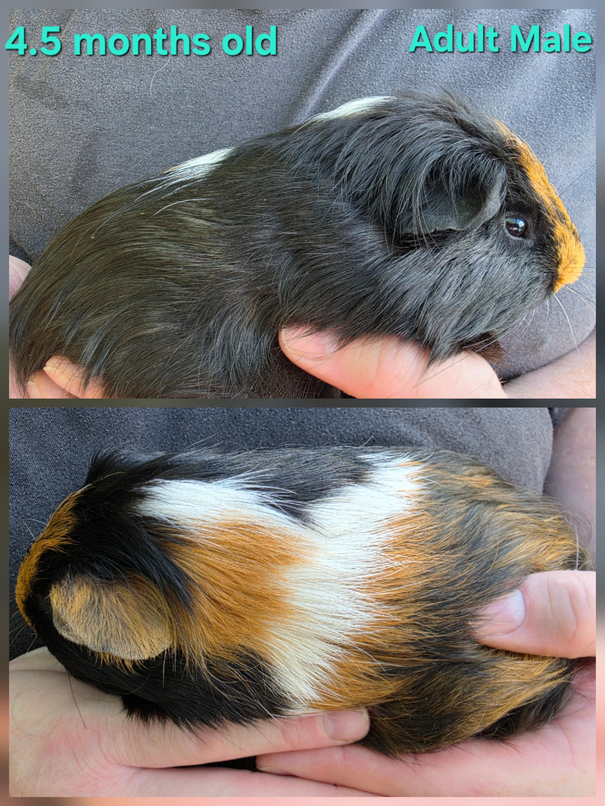 Guinea Pig – Melton