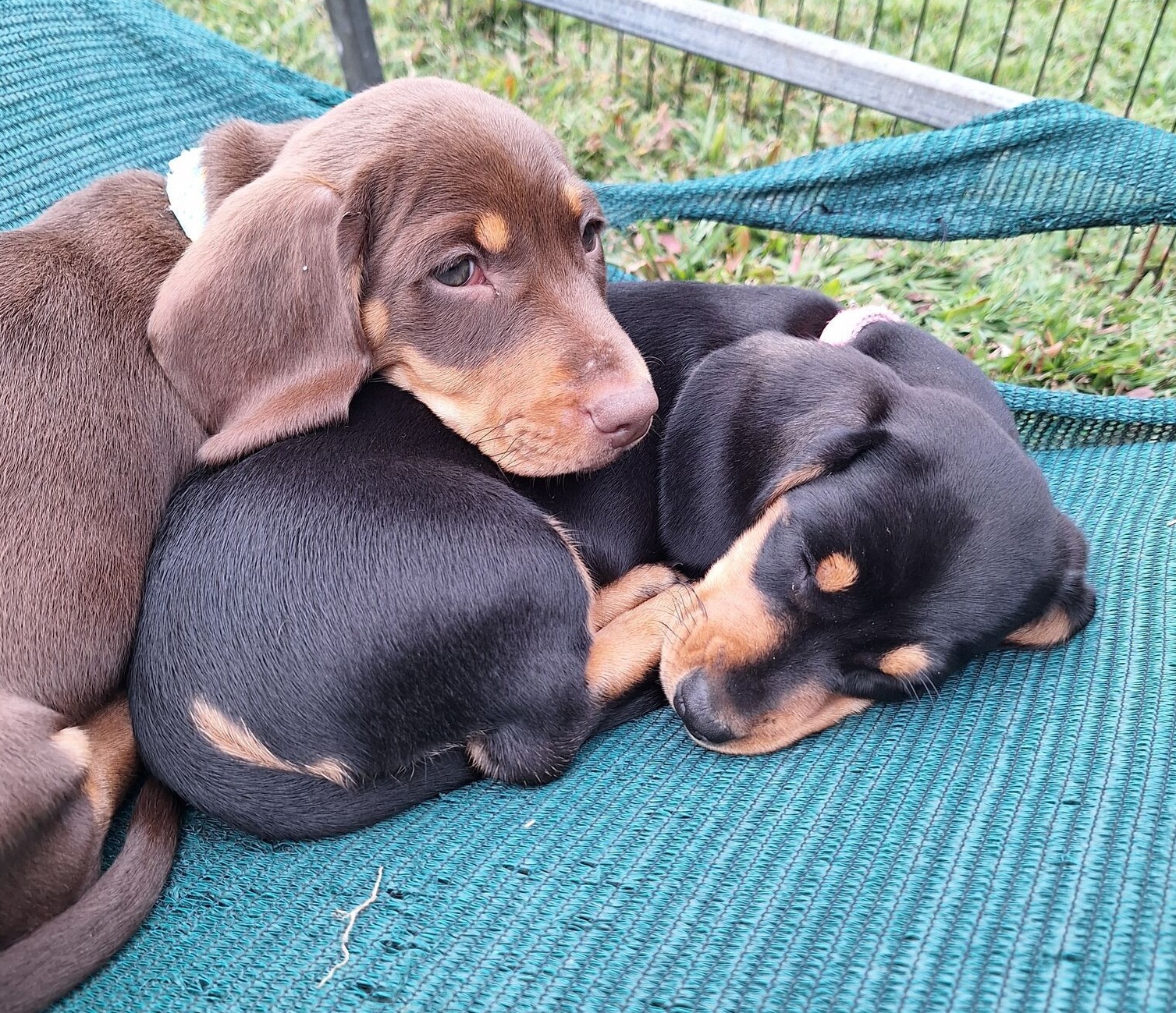 Dachshund – Sydney