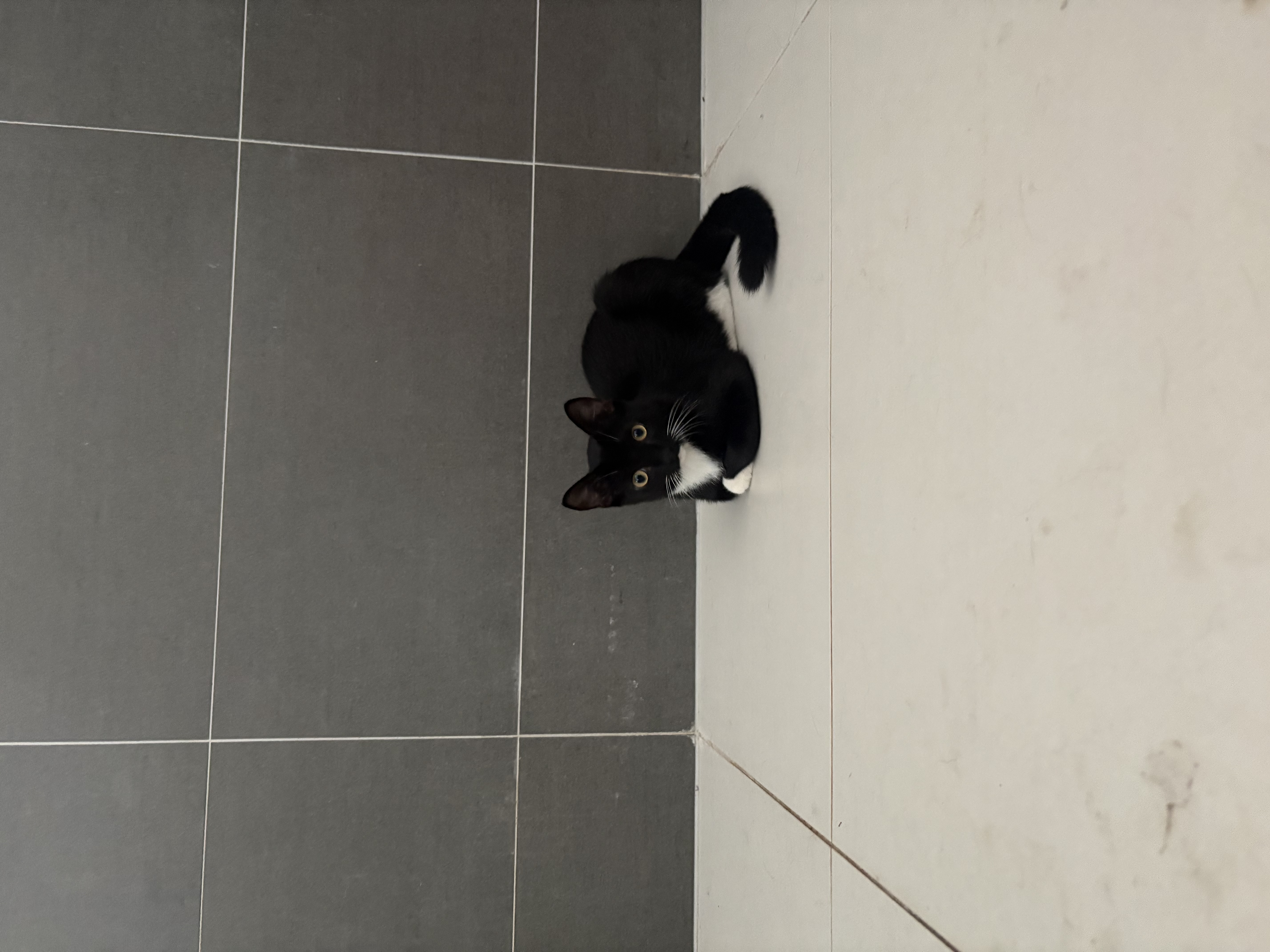 Domestic Short Hair (DSH) – Cedar Vale