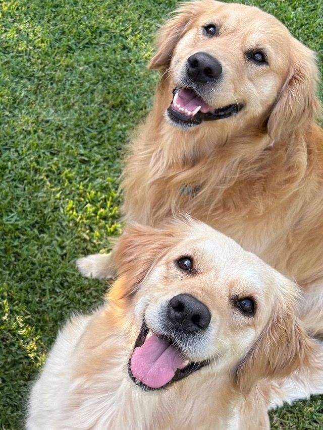 Golden Retriever – Palmwoods