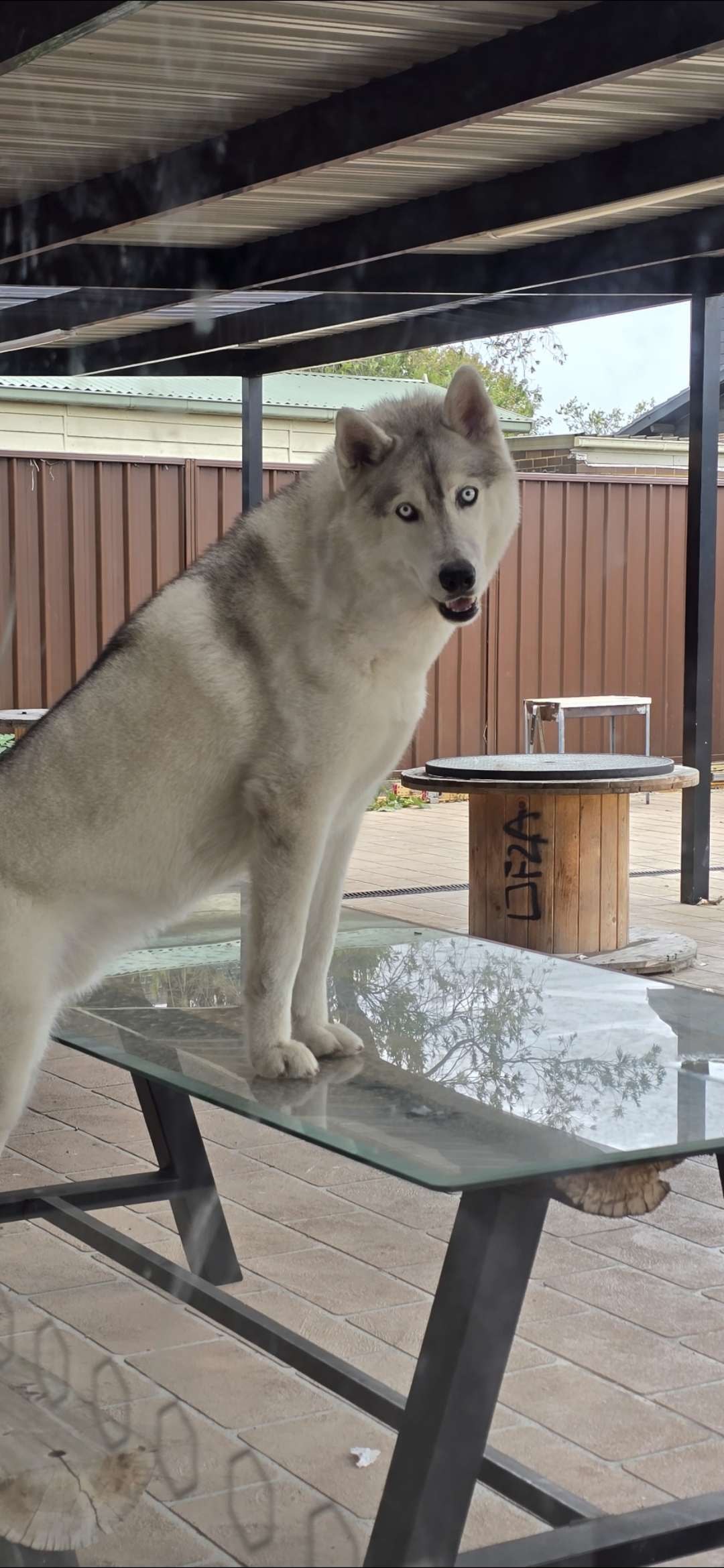 Husky – Condell Park