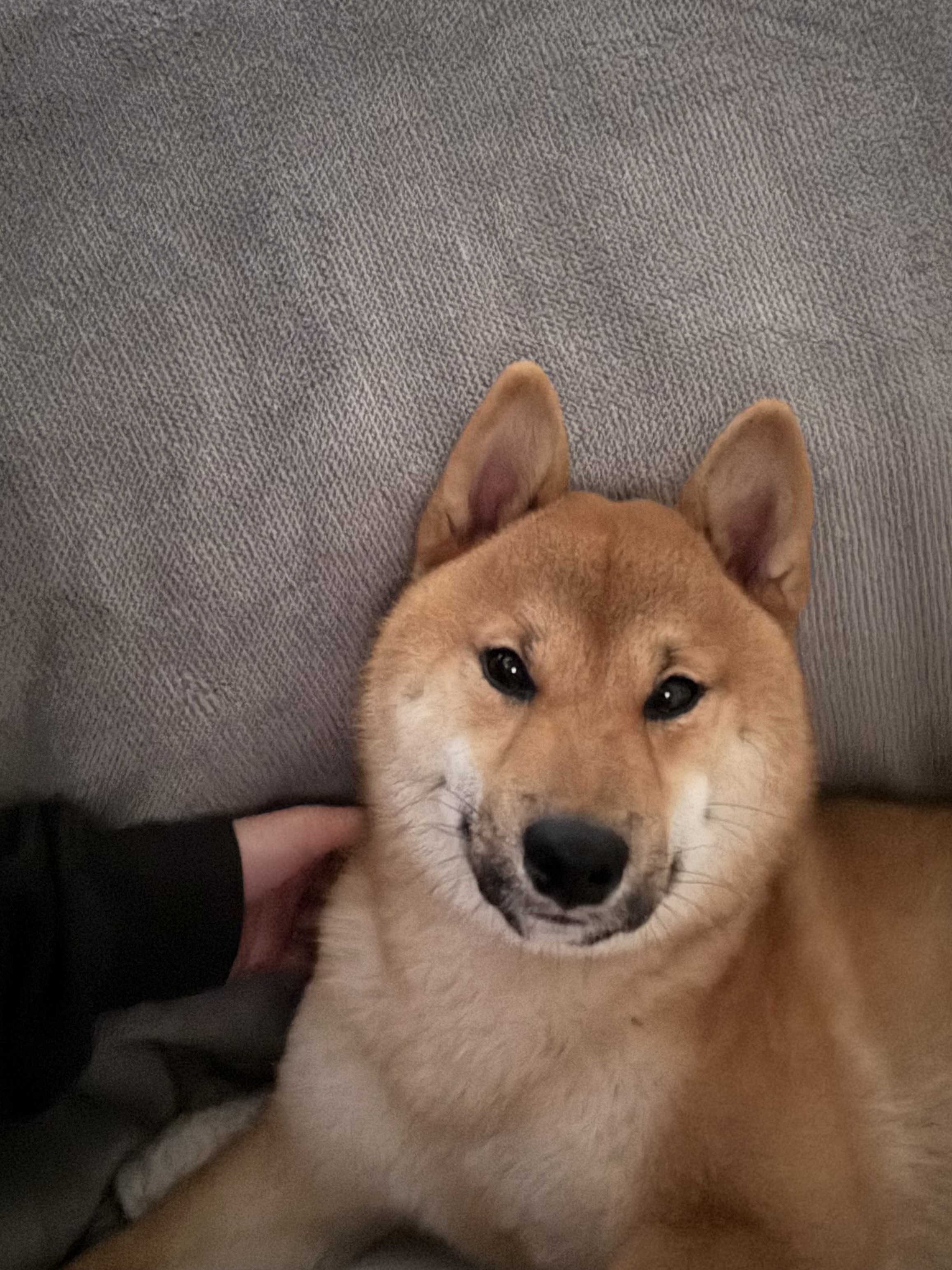 Shiba Inu – Waterford