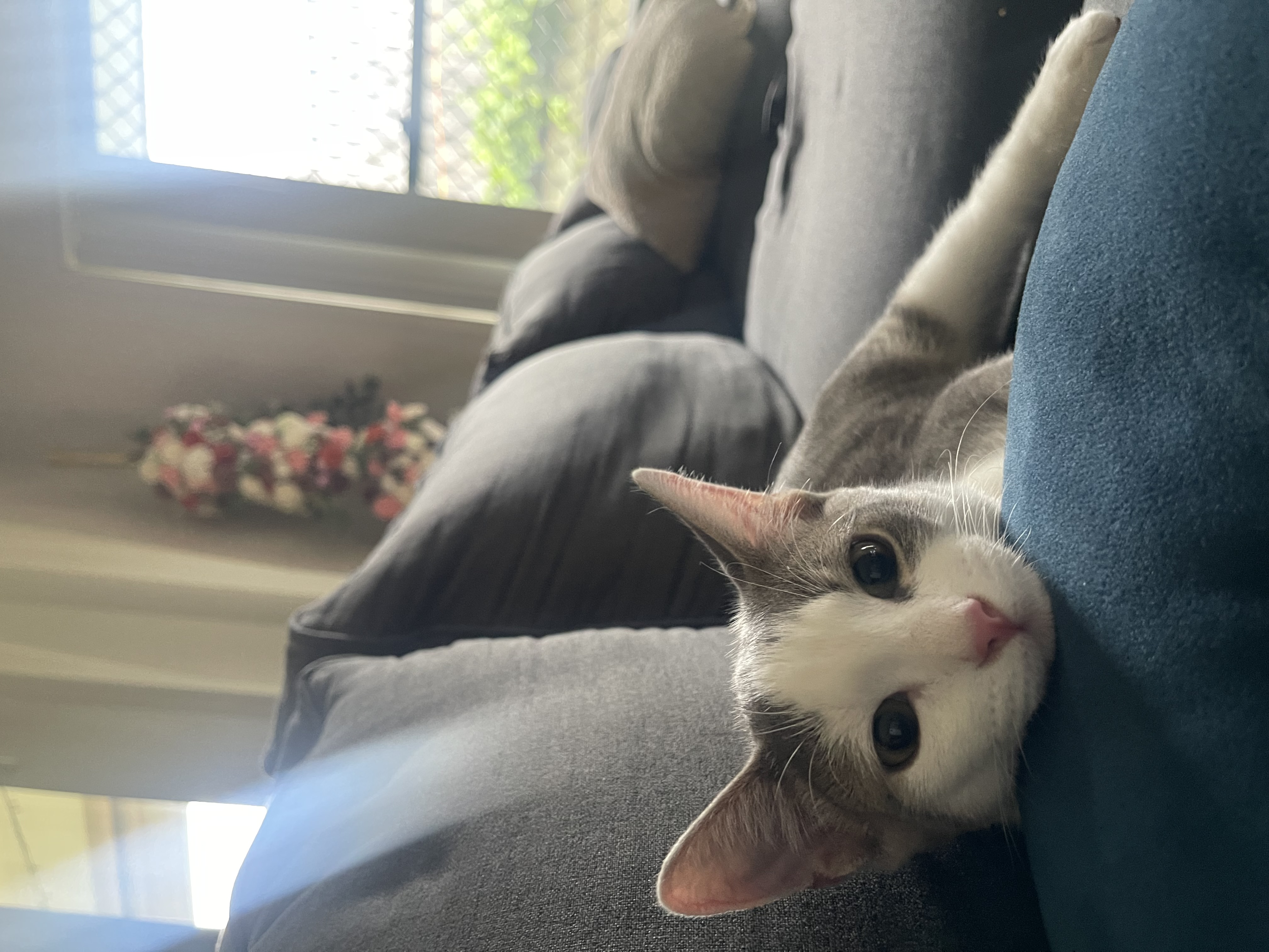 Domestic Short Hair (DSH) – Spring Mountain