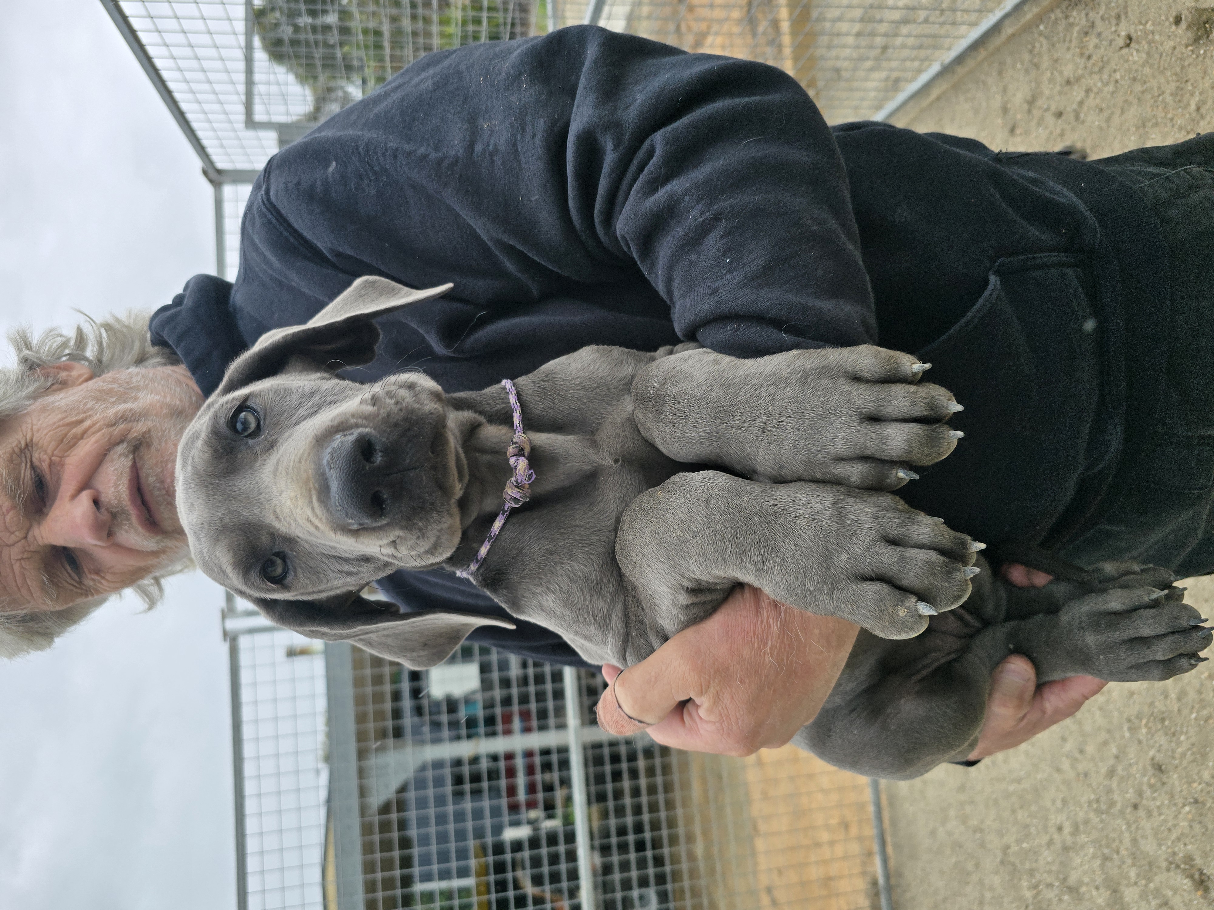 Great Dane – Knowsley