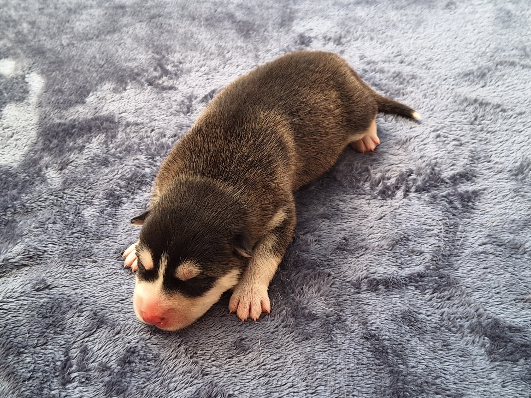 Husky – Ellalong