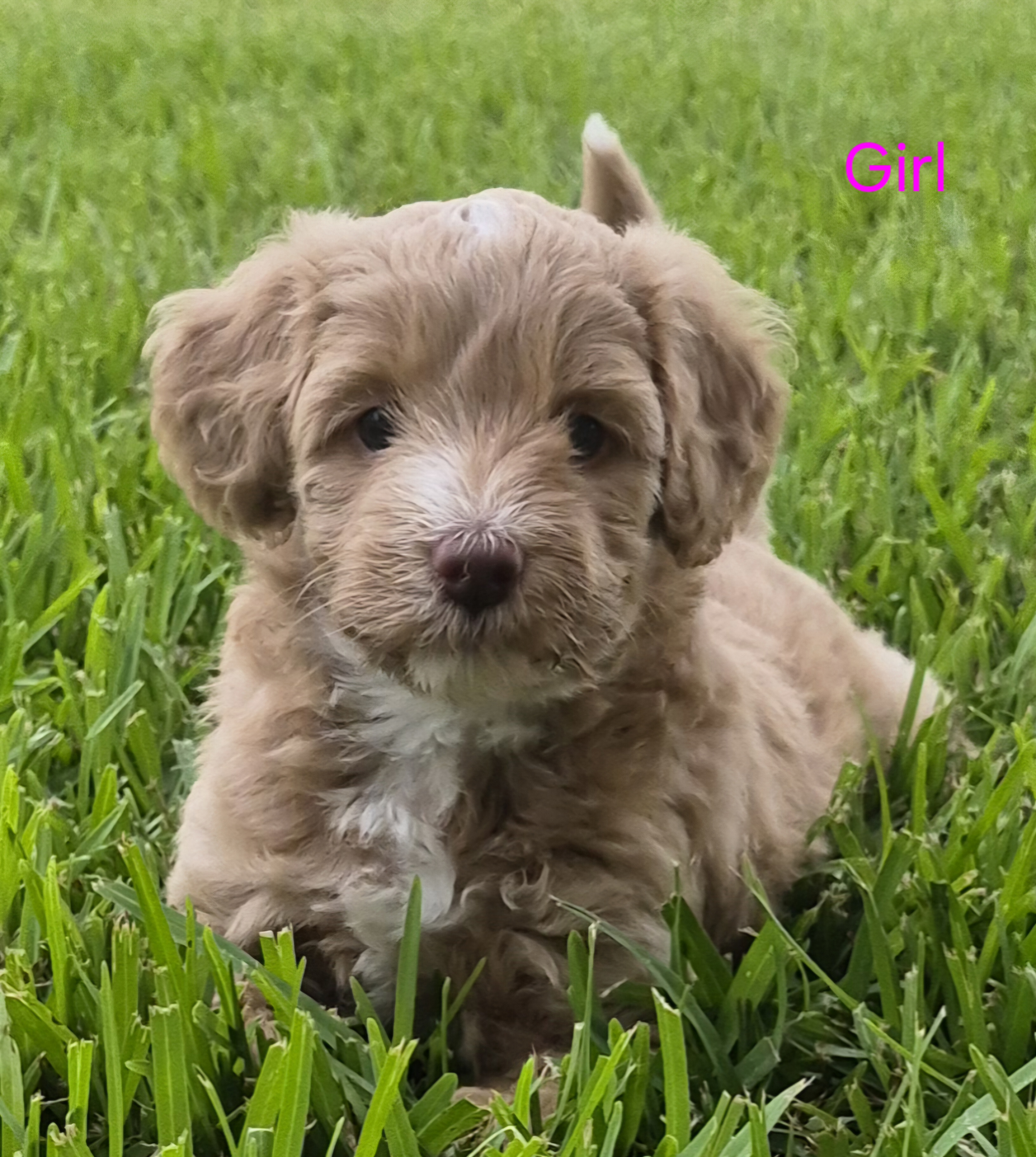 Groodle – Caboolture