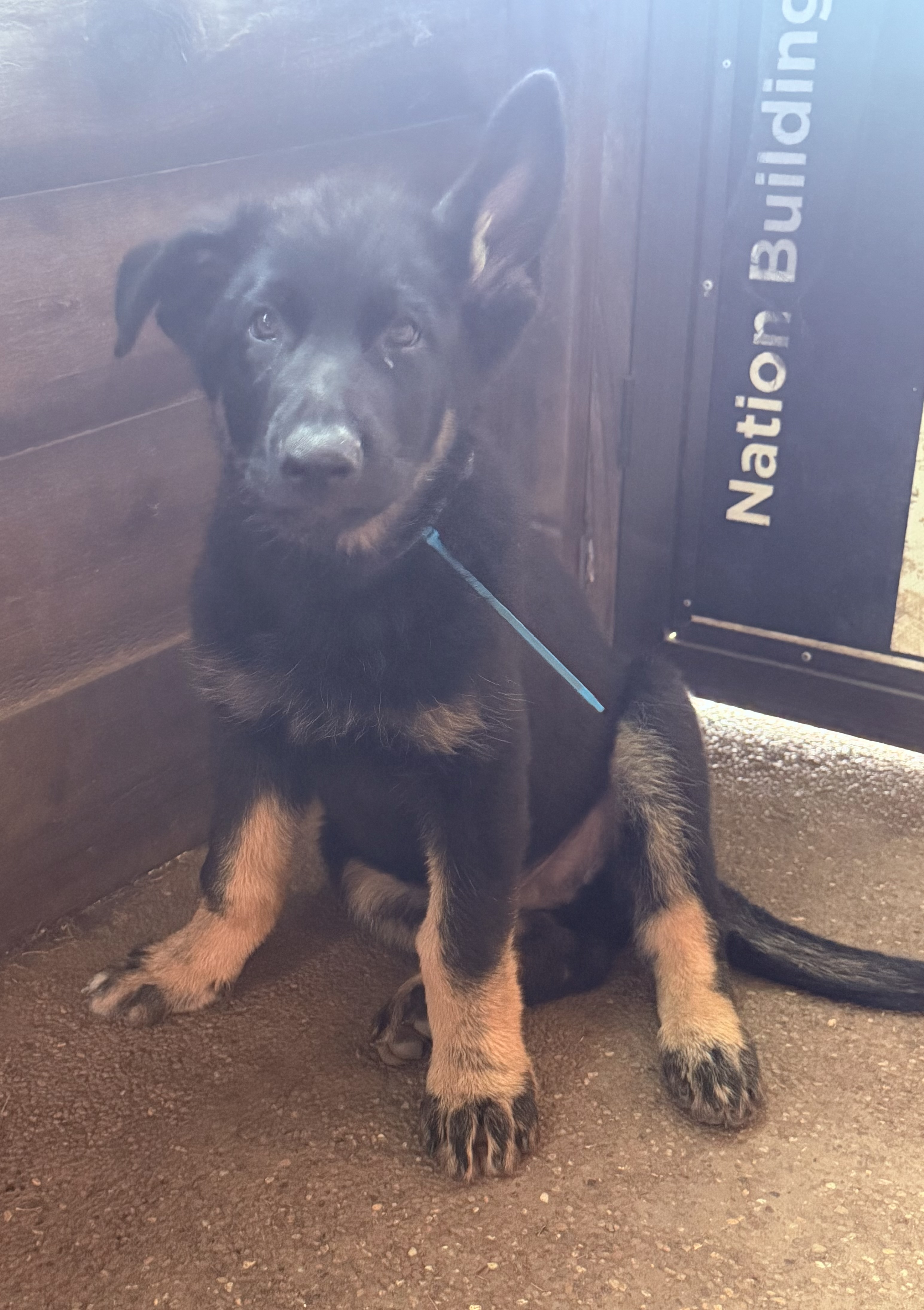 German Shepherd – Maison Dieu