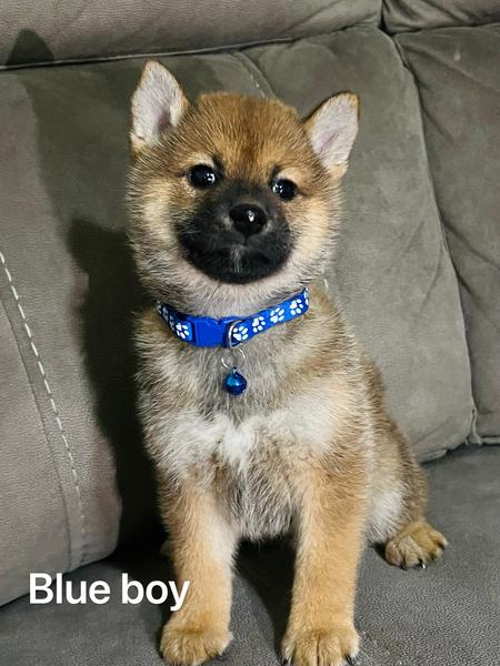 Shiba Inu – Huntingdale