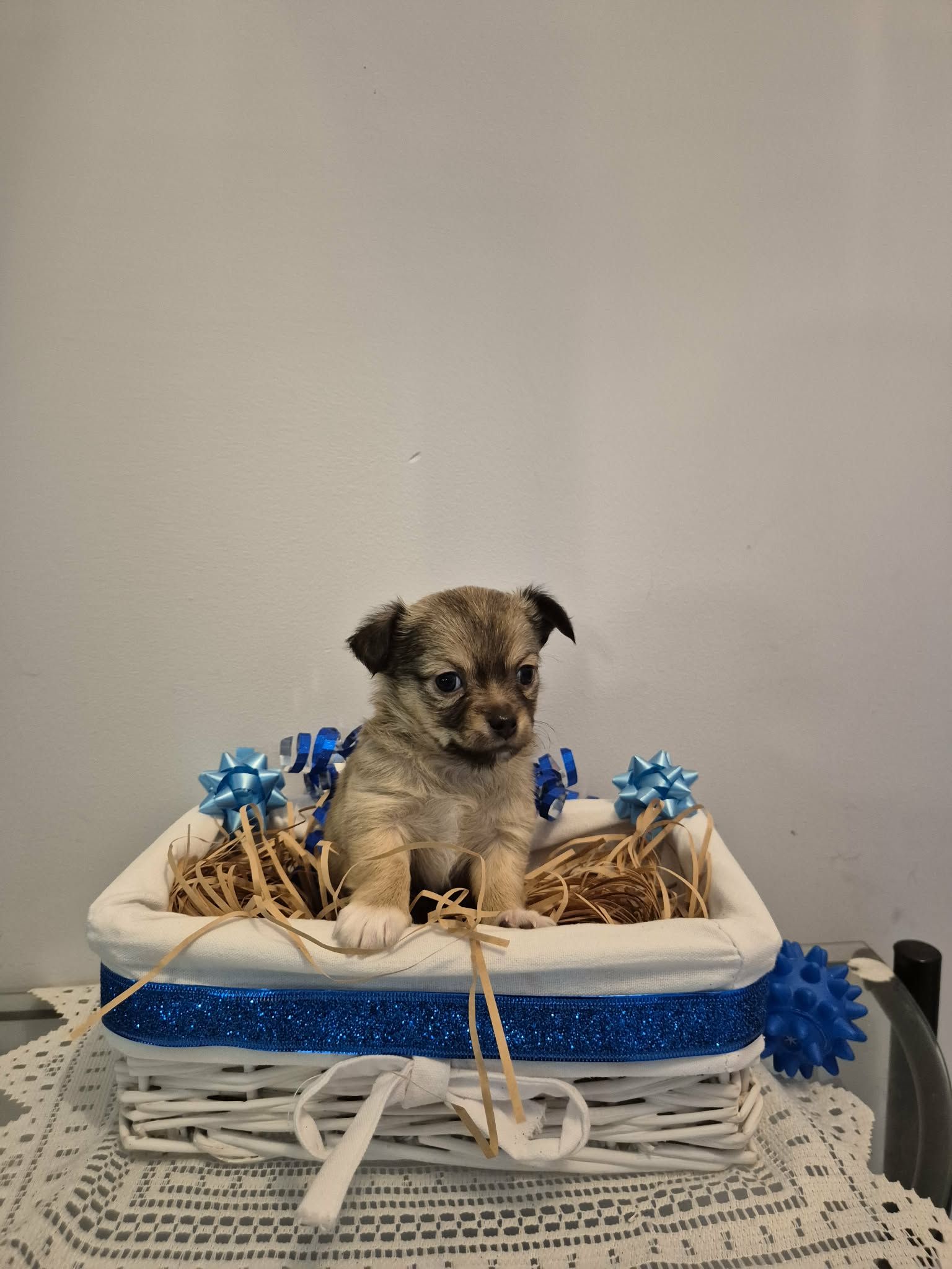 Chihuahua – Camira
