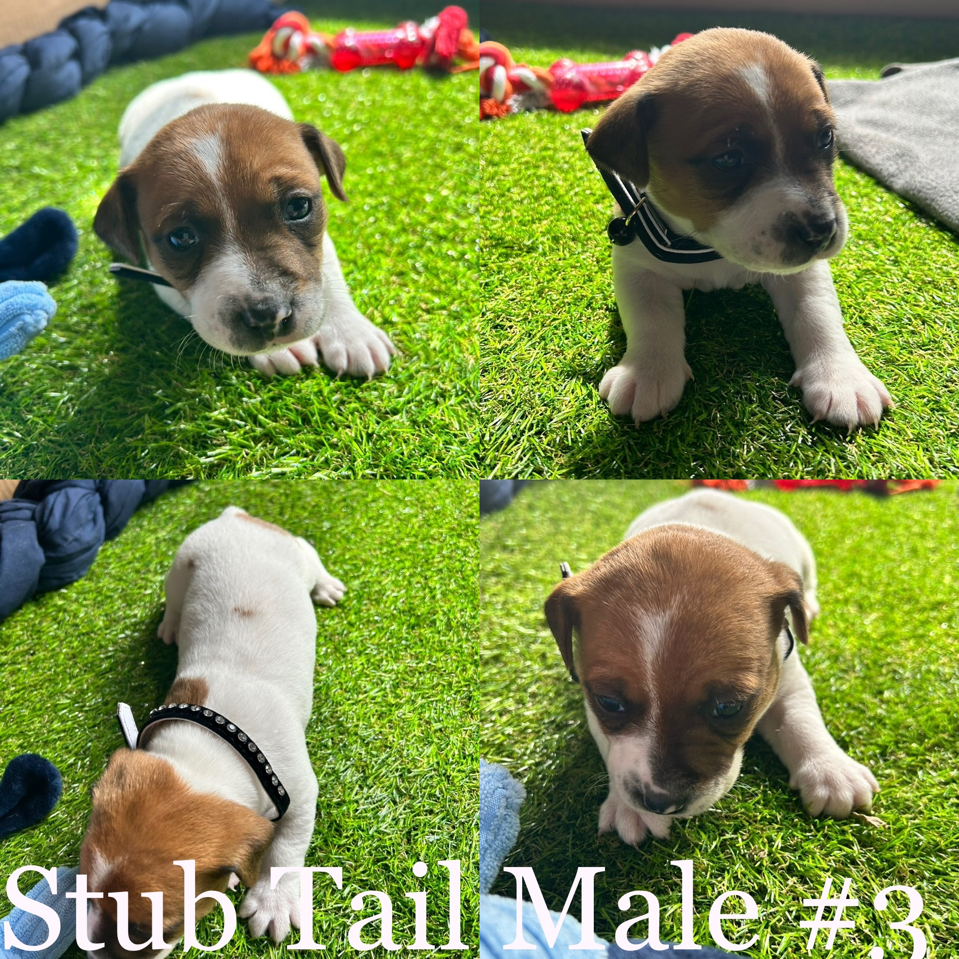 Purebred Jack Russell pups