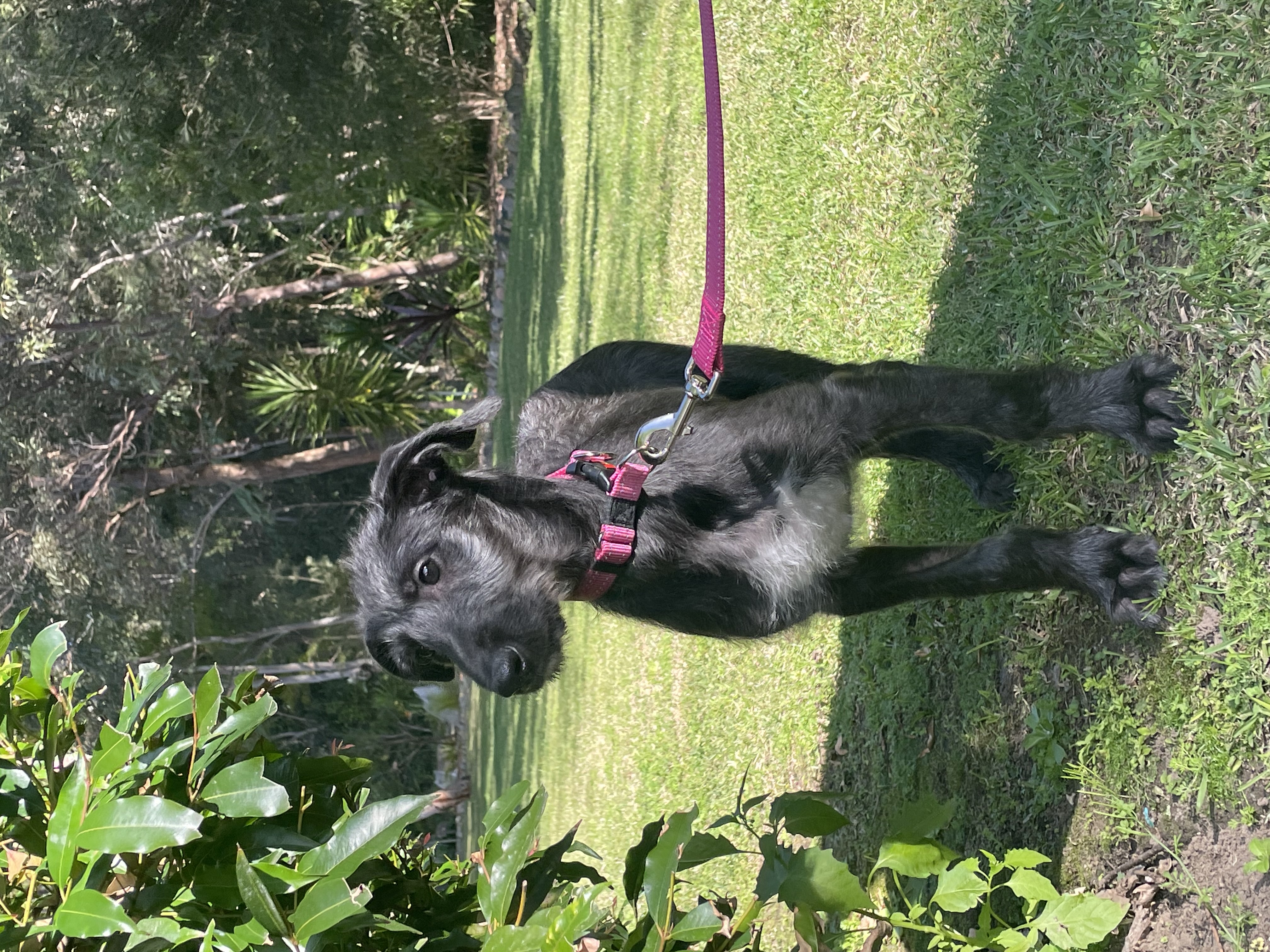 Deerhound puppy: female and male available