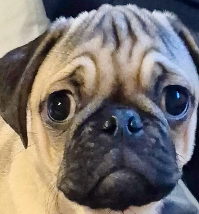 Pug – Ringwood