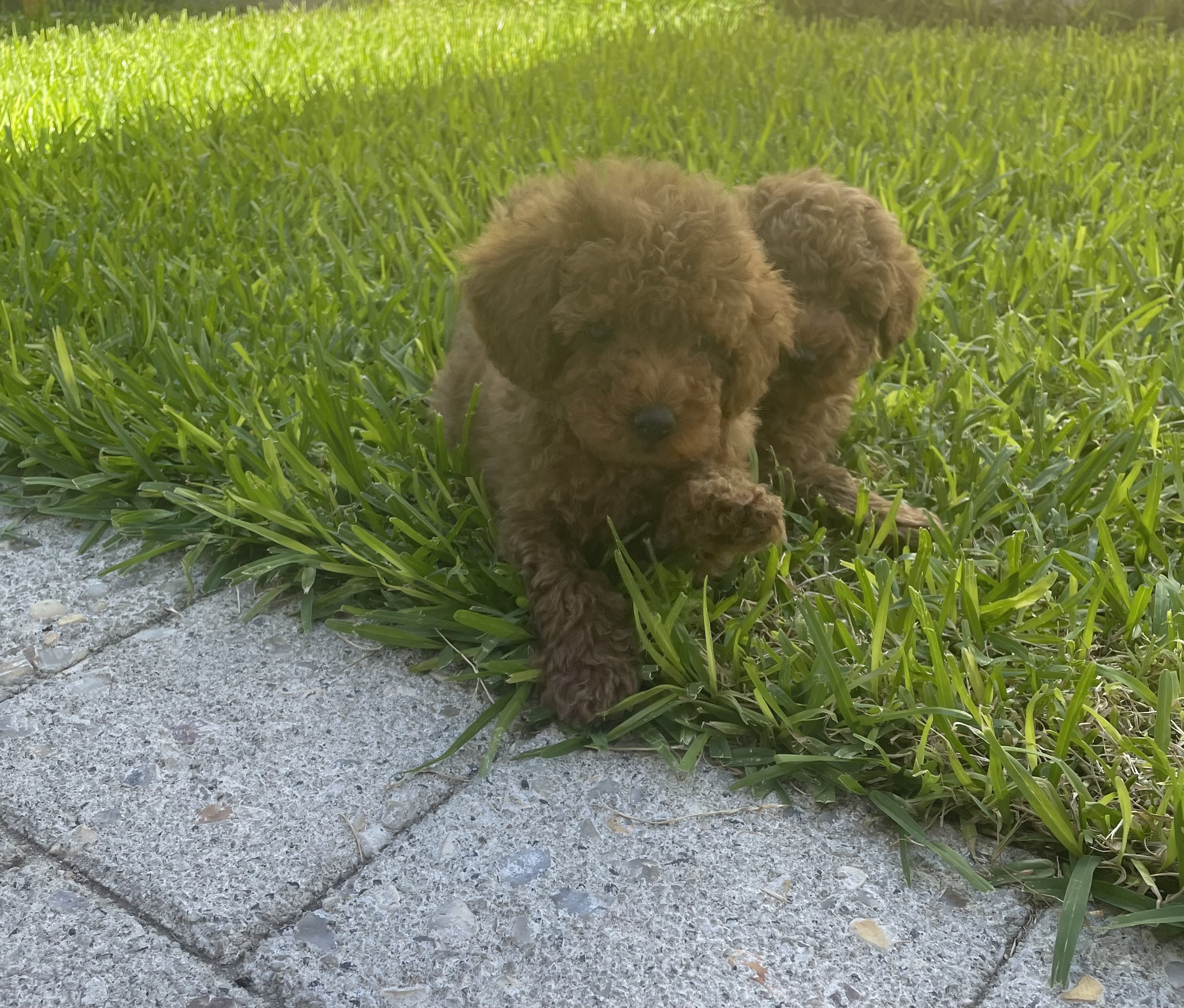 Toy poodle