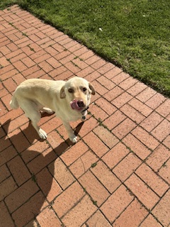 Labrador Retriever – Paralowie