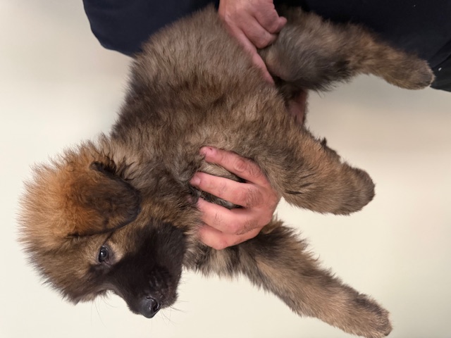 German Shepherd – Taylors Hill