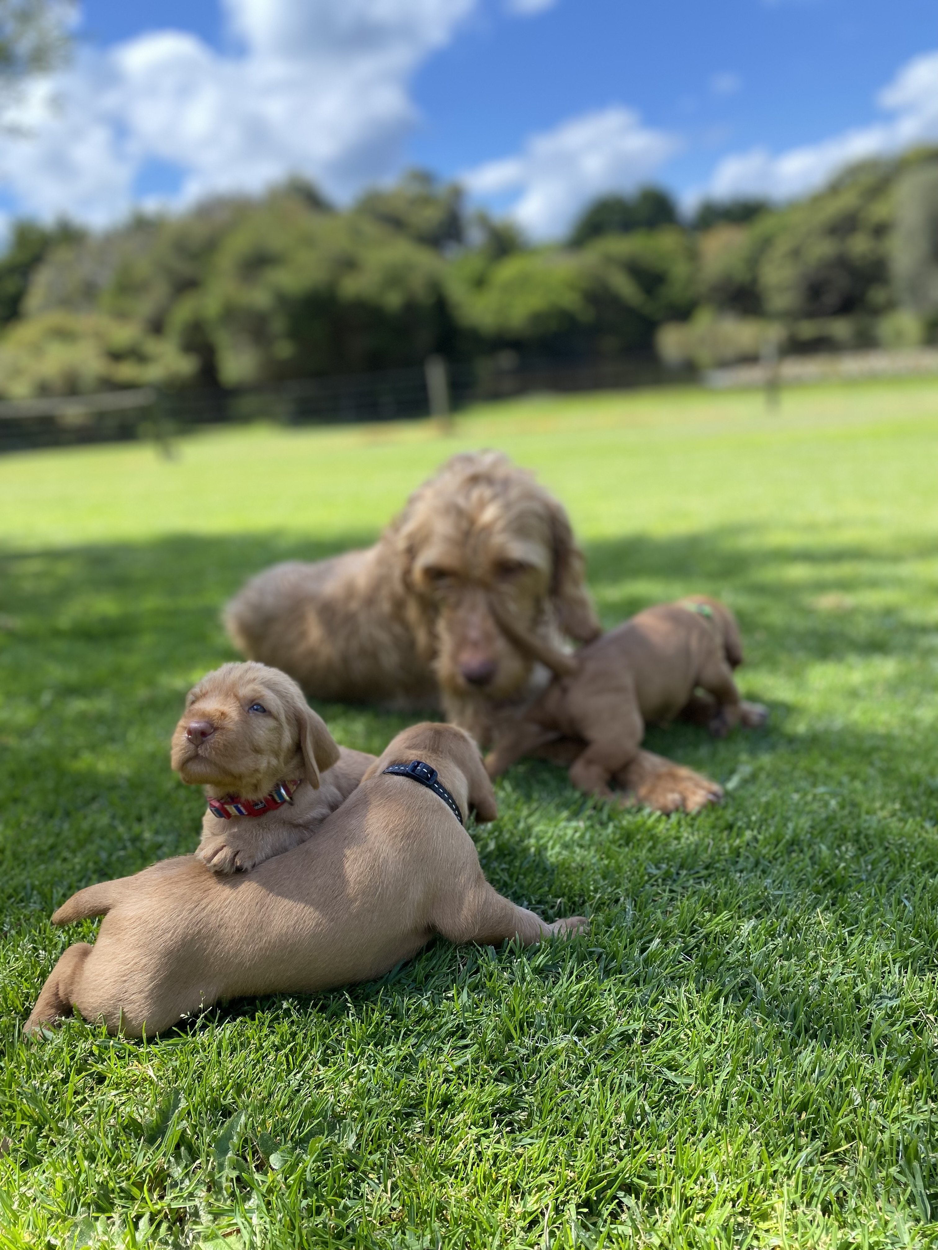 Purebred Hungarian Wirehaired Vizsla Puppies