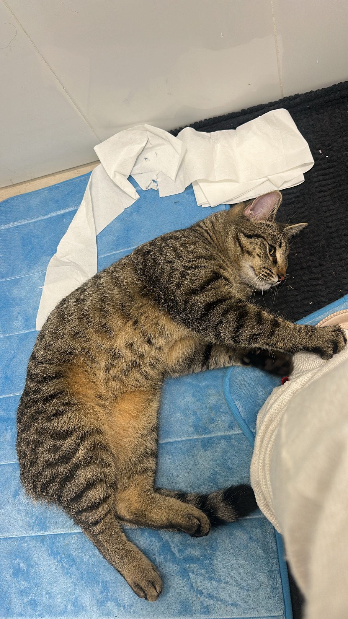 American Shorthair – Sunnybank Hills