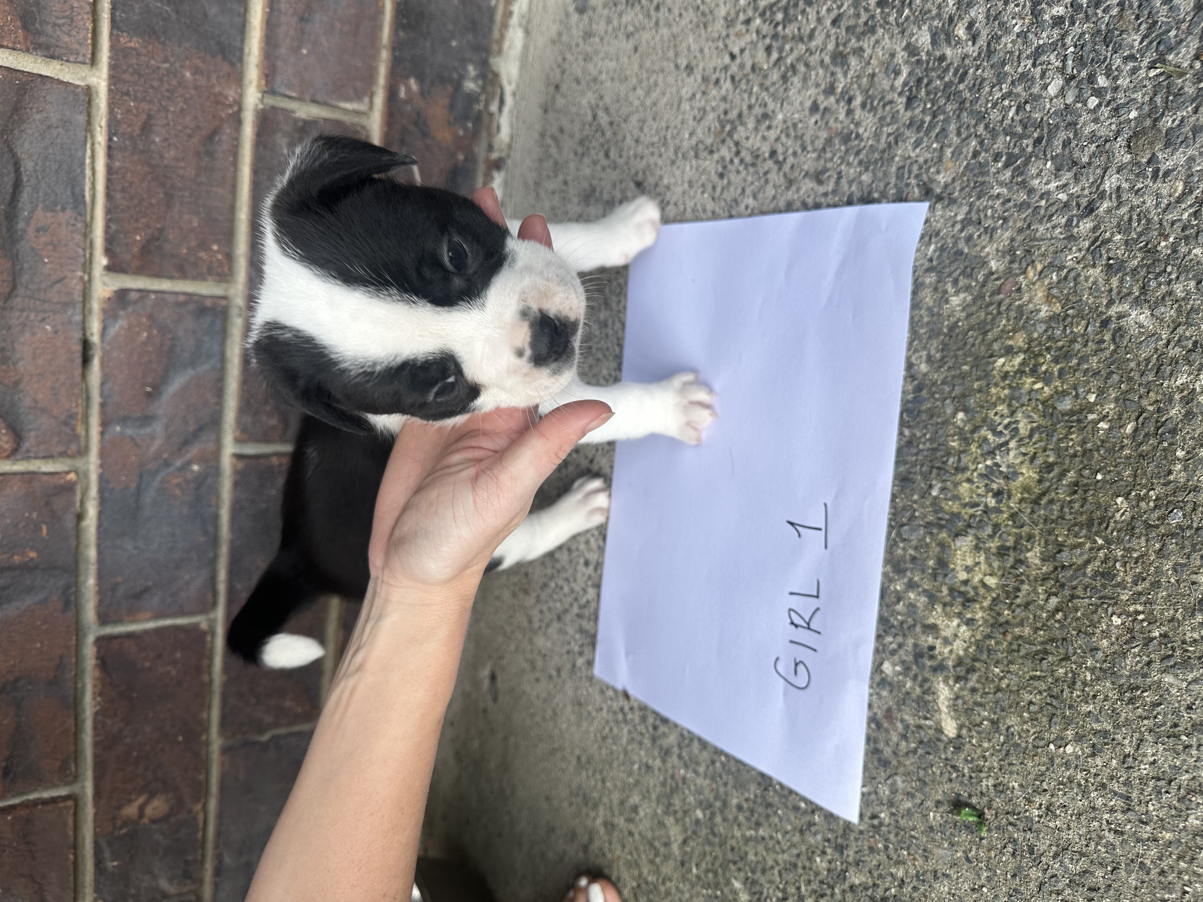 French Bulldog – Crestmead