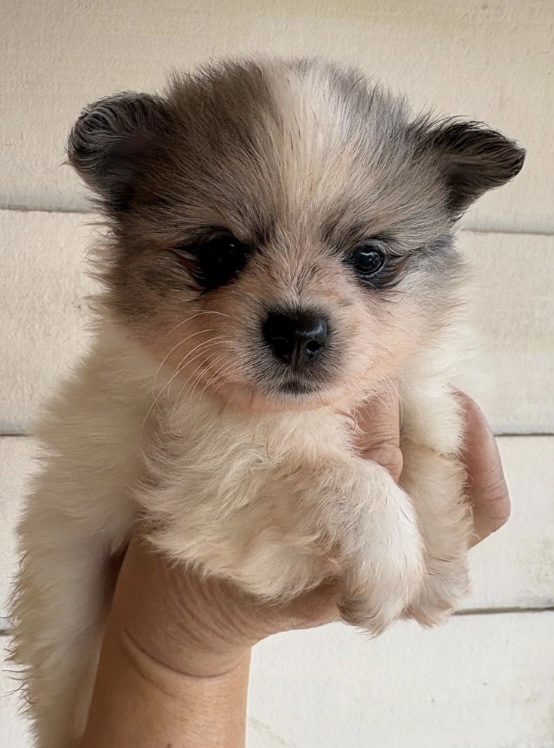 Pomeranian – Penrith