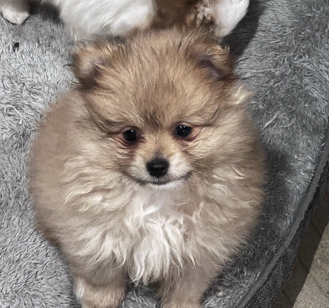 Pomeranian – Marks Point
