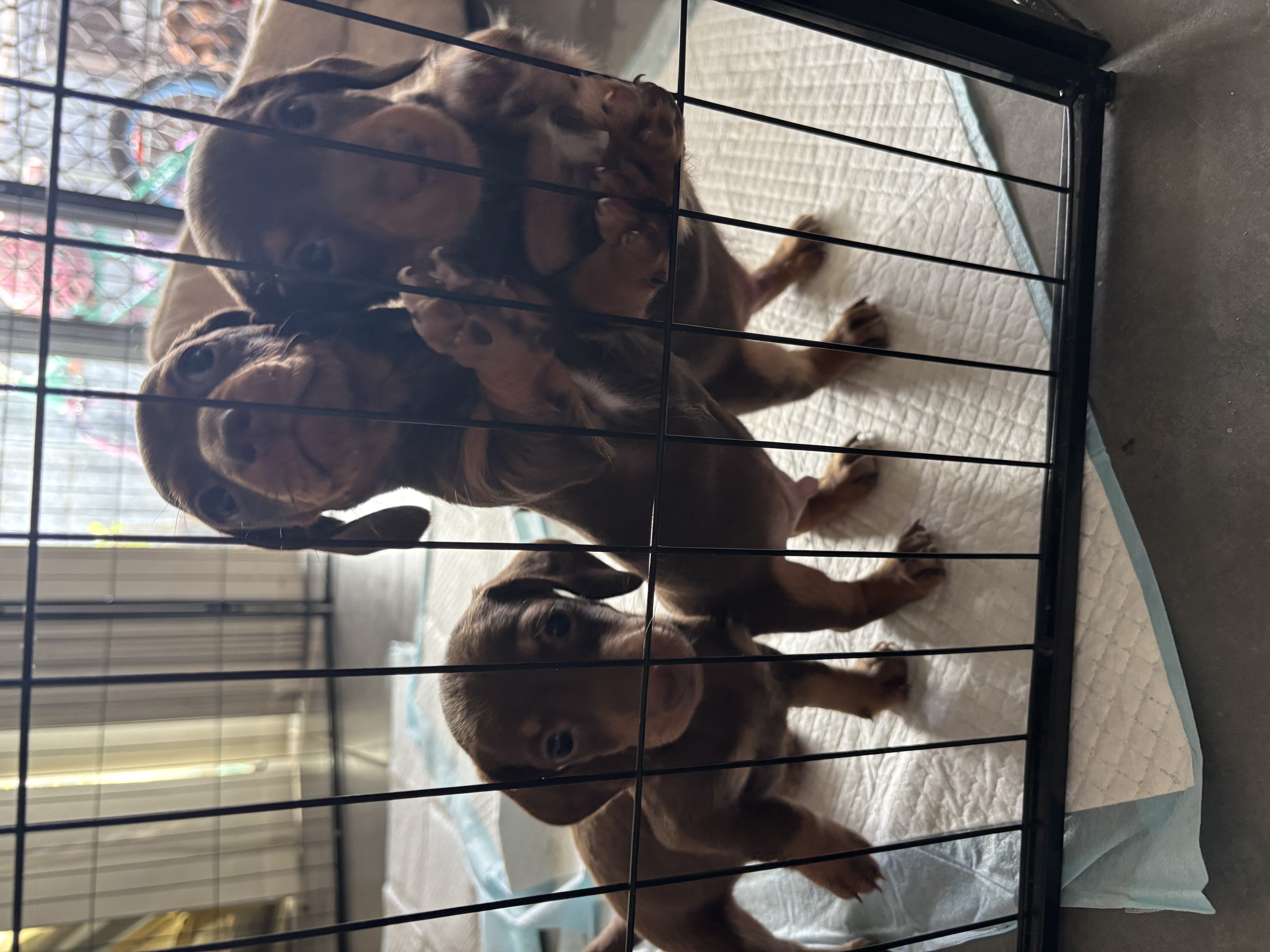 Dachshund – Caboolture