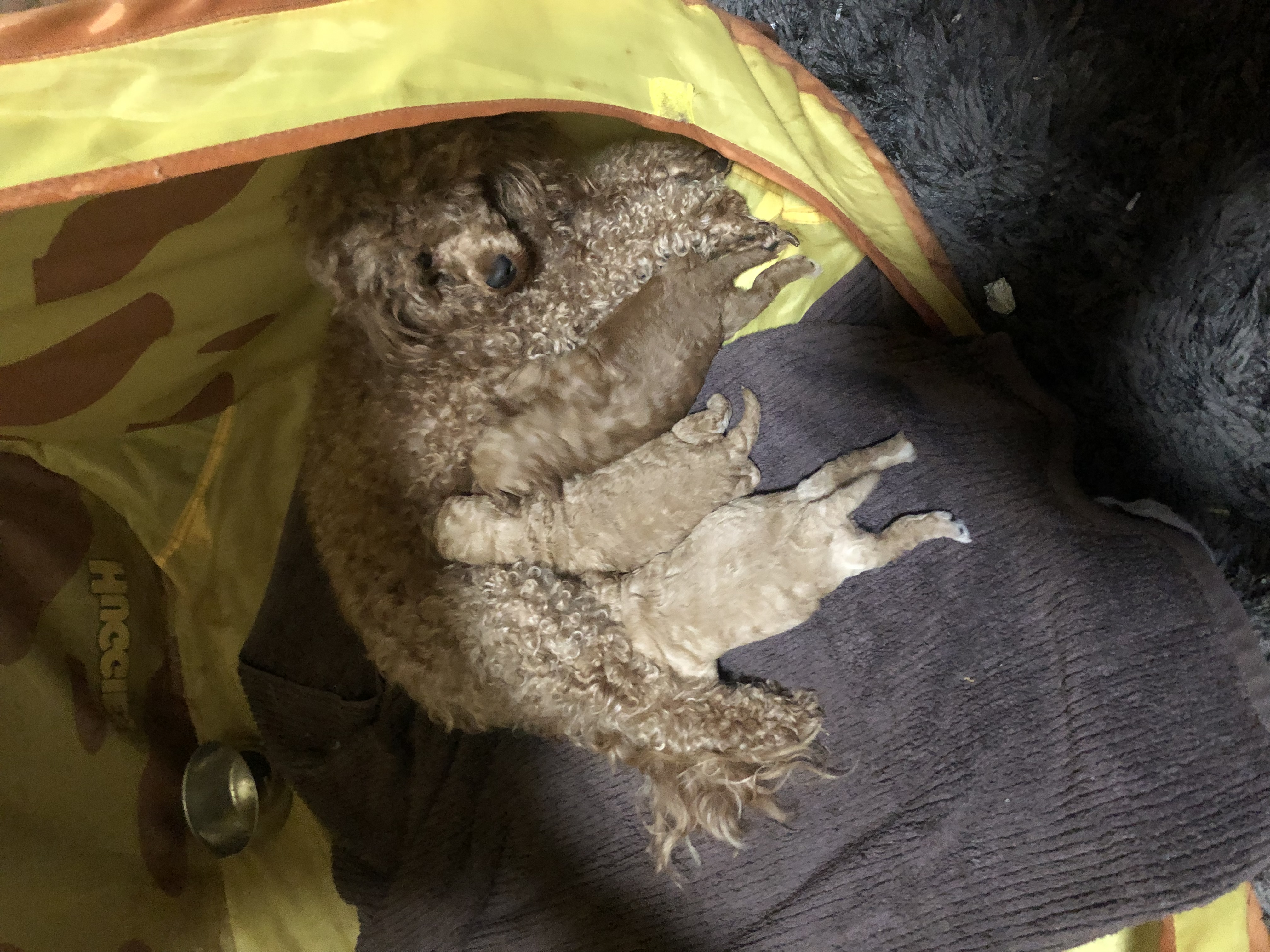 Poodle Mini – Whyalla