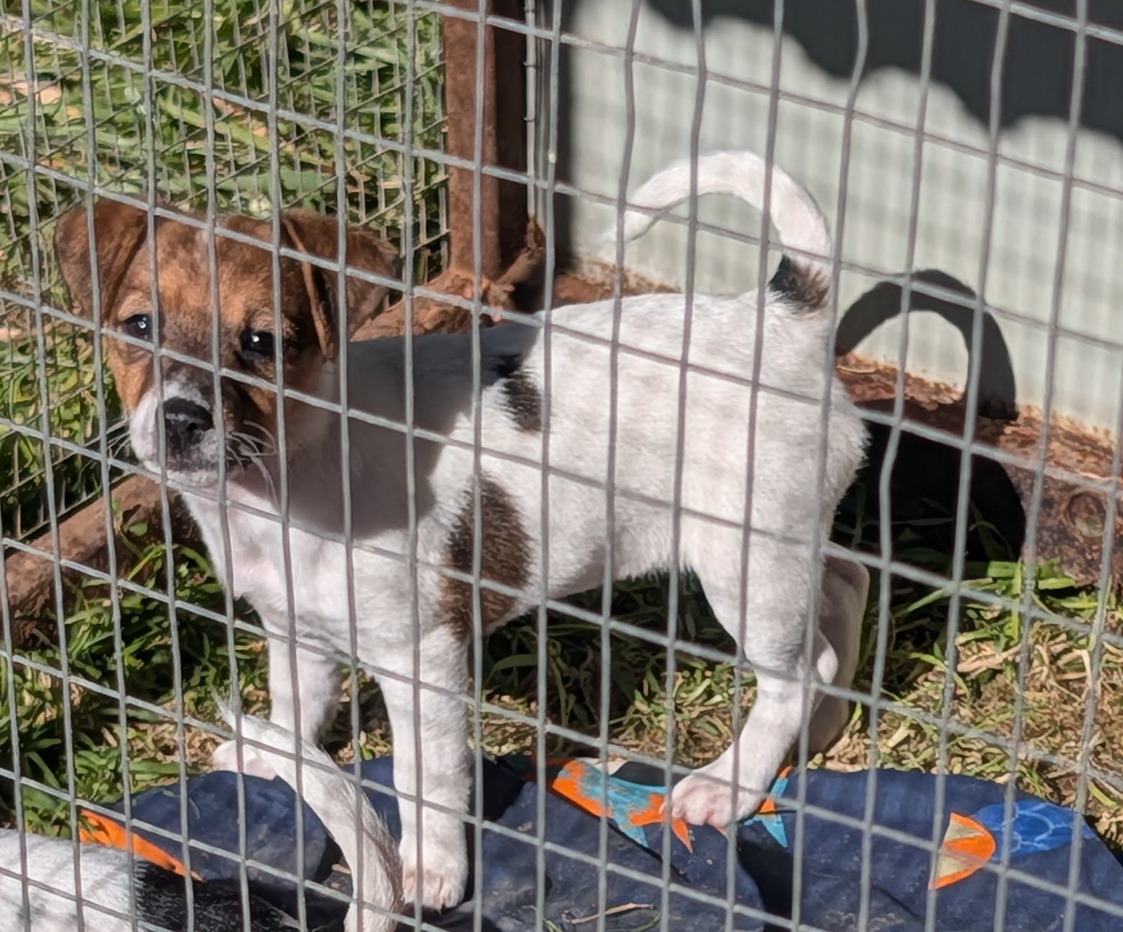 Jack Russell – Kerang