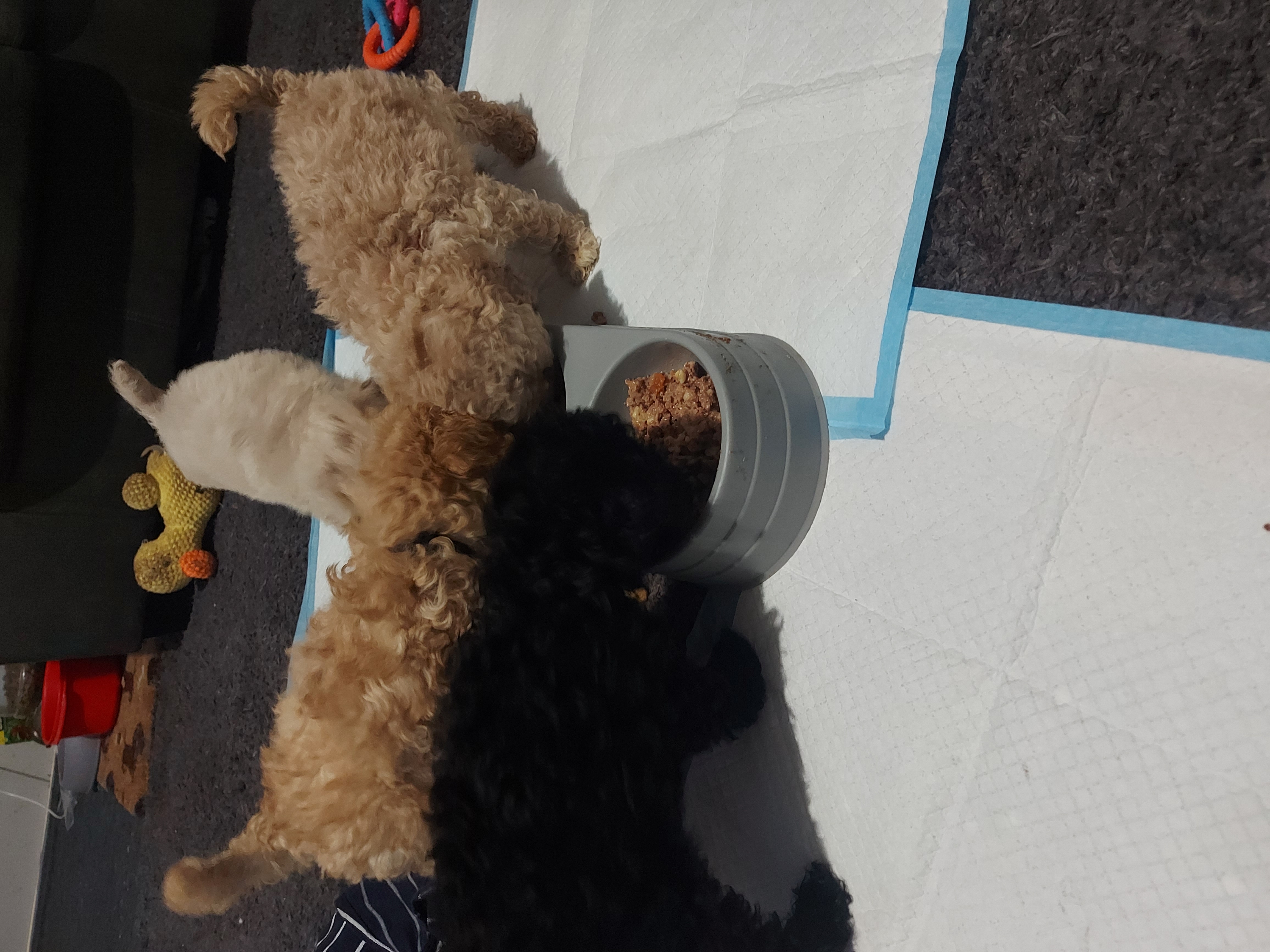 Poodle Mini – Bega