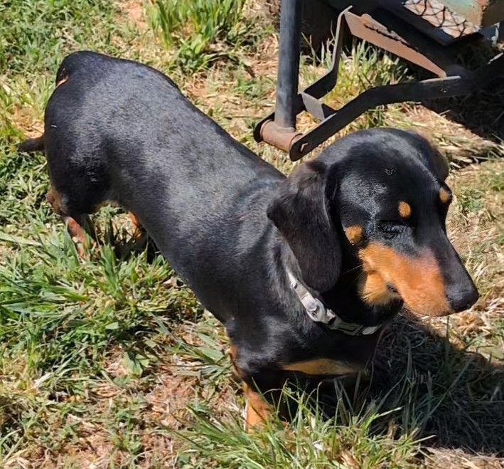 Miniature Dachshund – Armidale