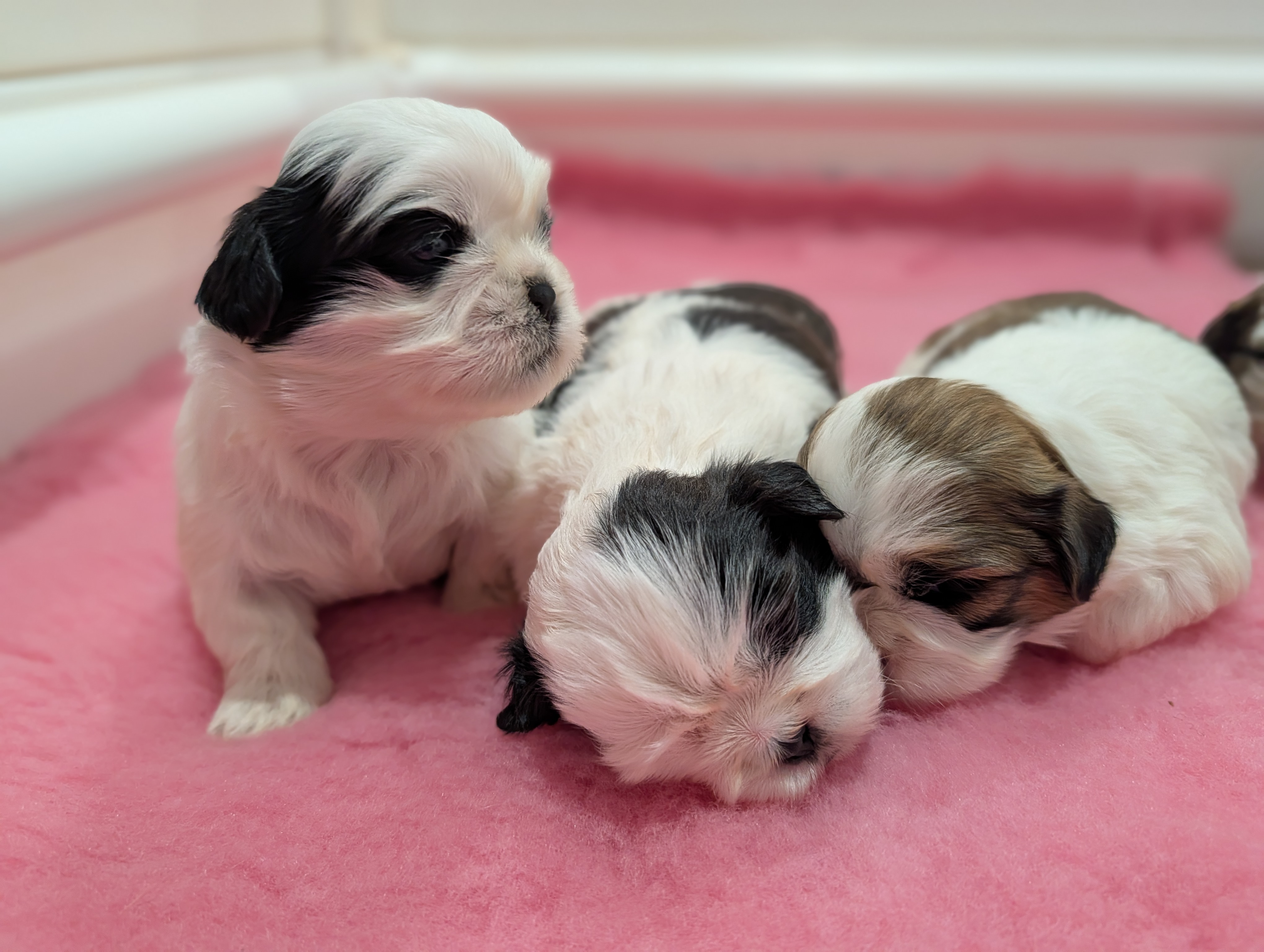 Shih Tzu – Toowoomba