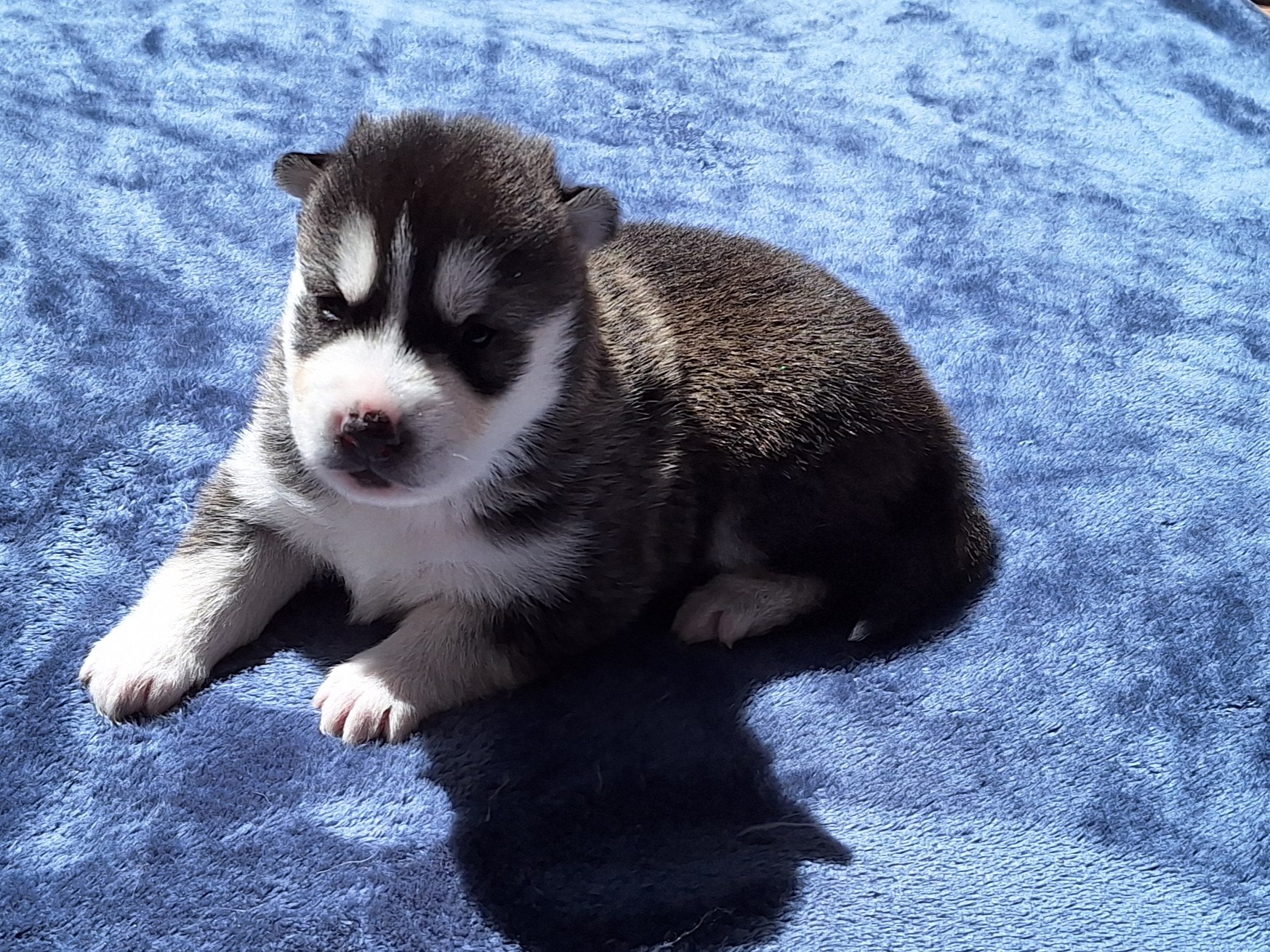 Husky – Ellalong