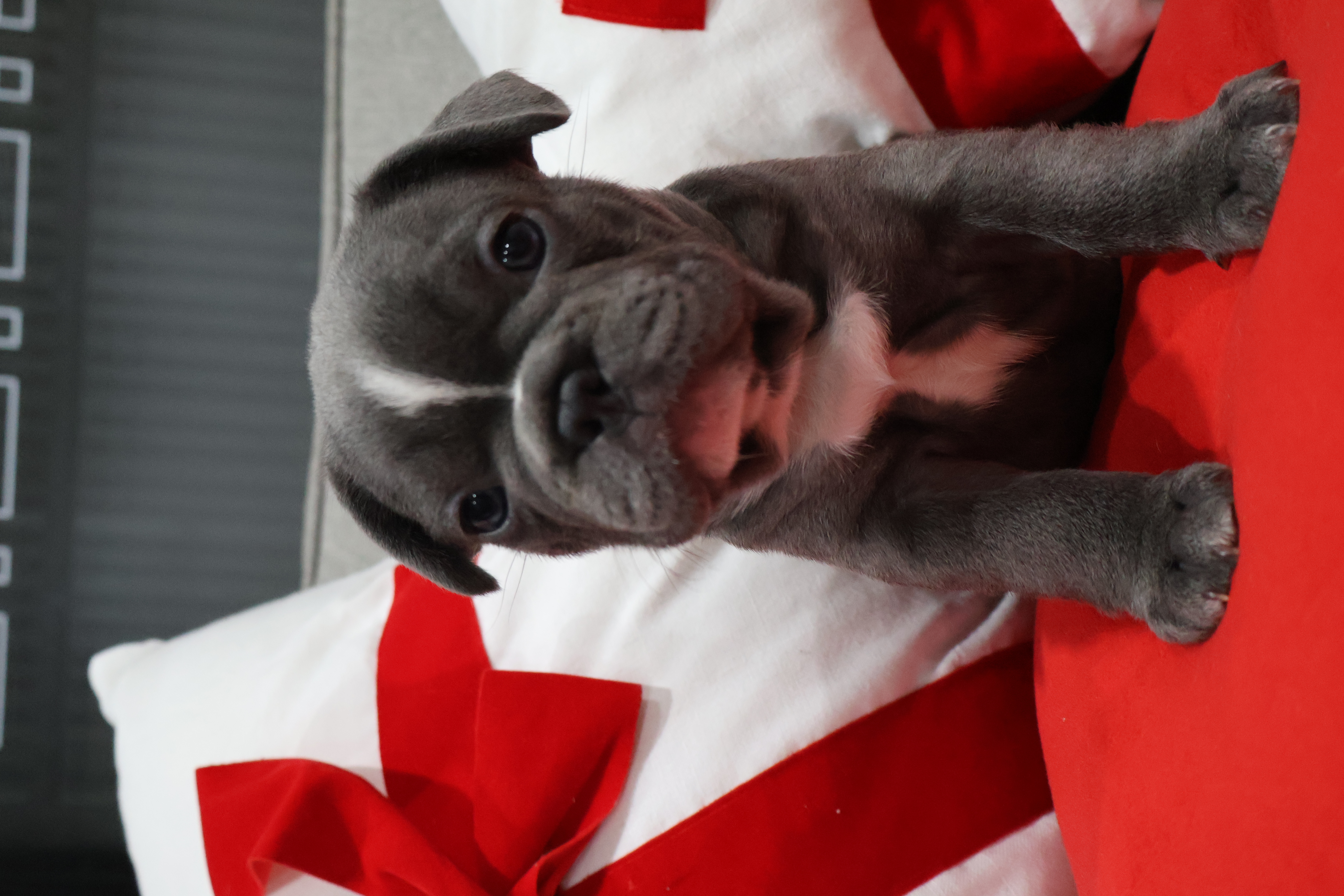 French Bulldog – Everton Park