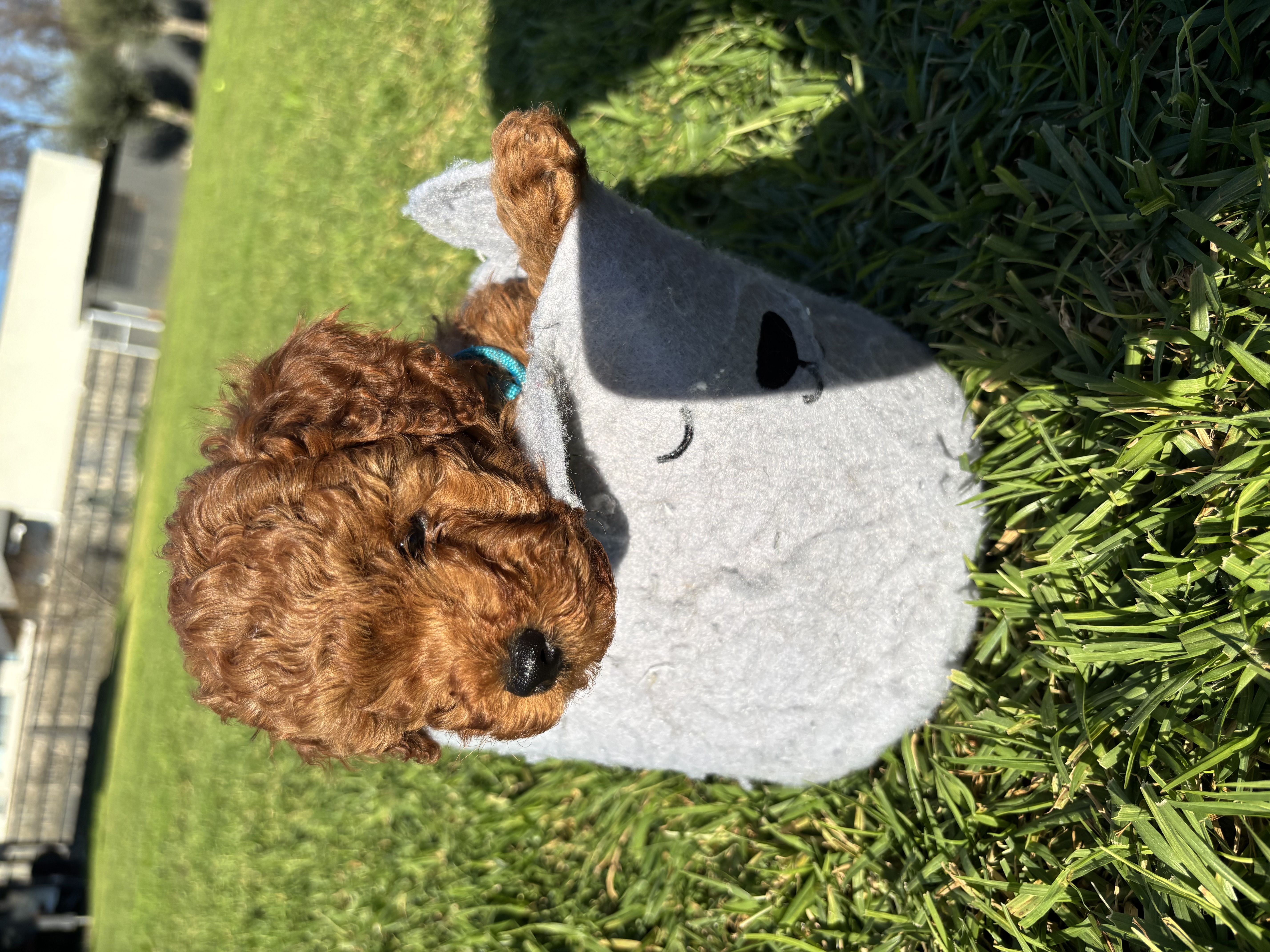 Cavoodle – Melbourne