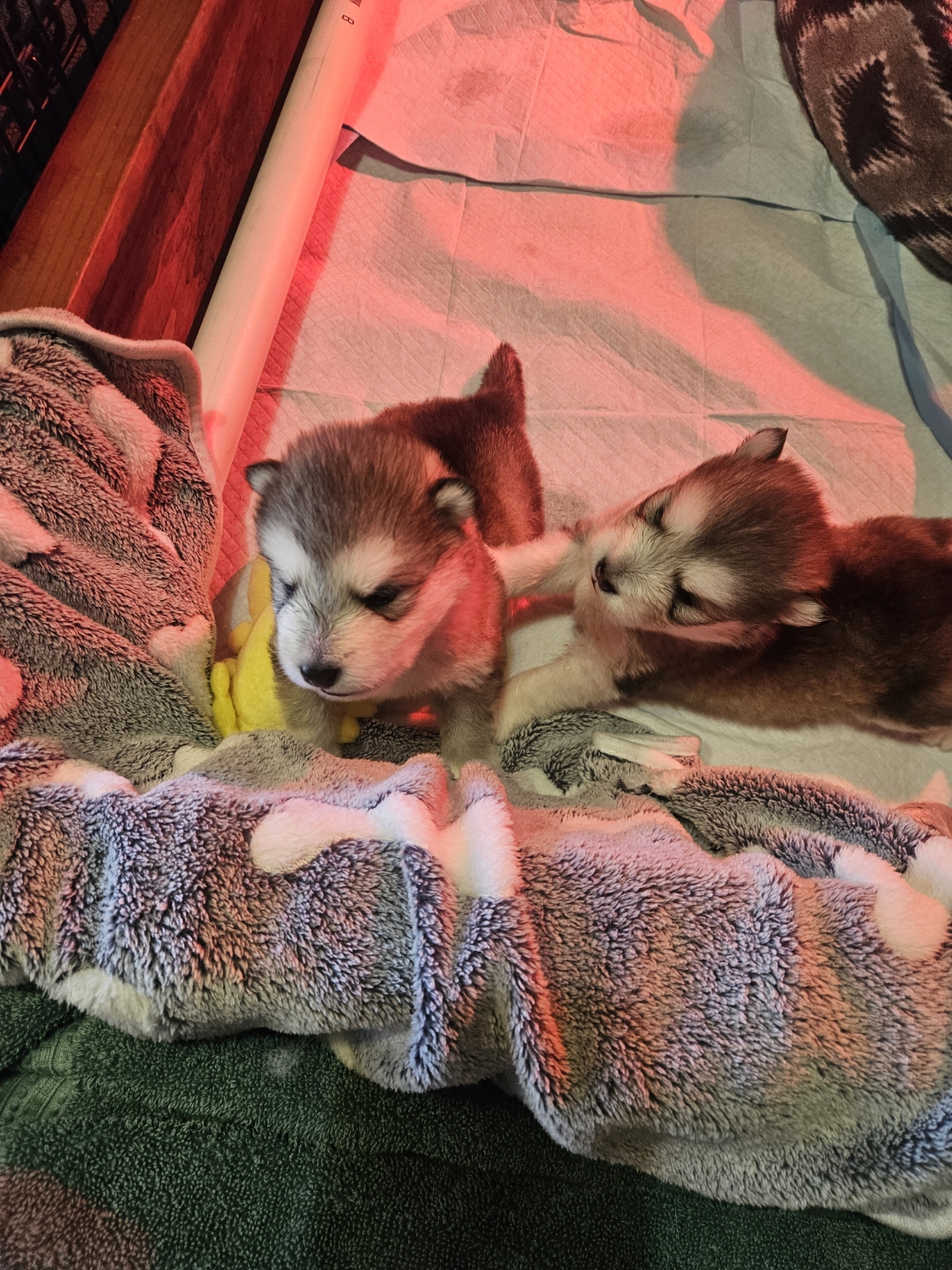 Alaskan Malamute – Lawnton