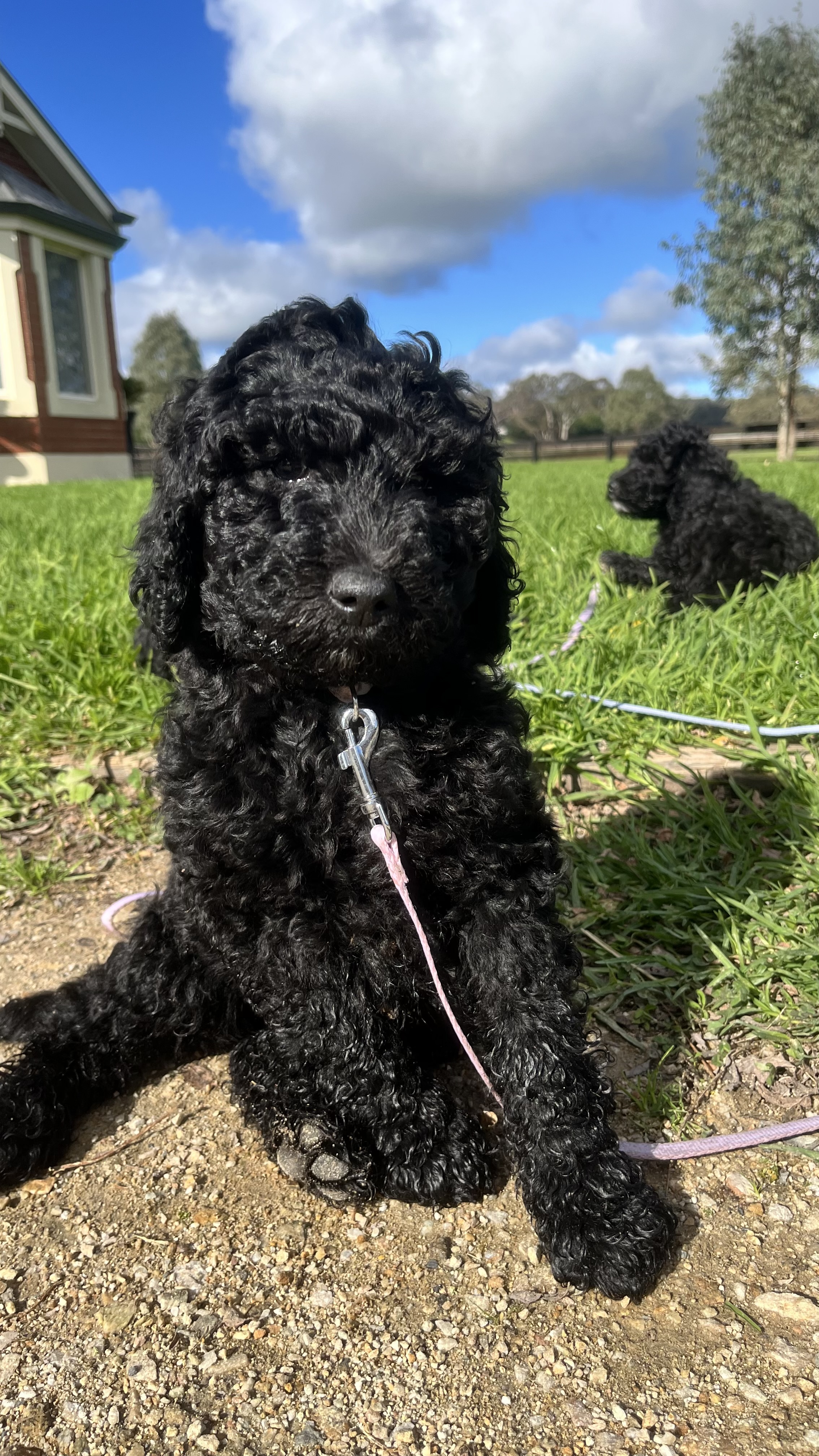 Poodle Standard – Verdun