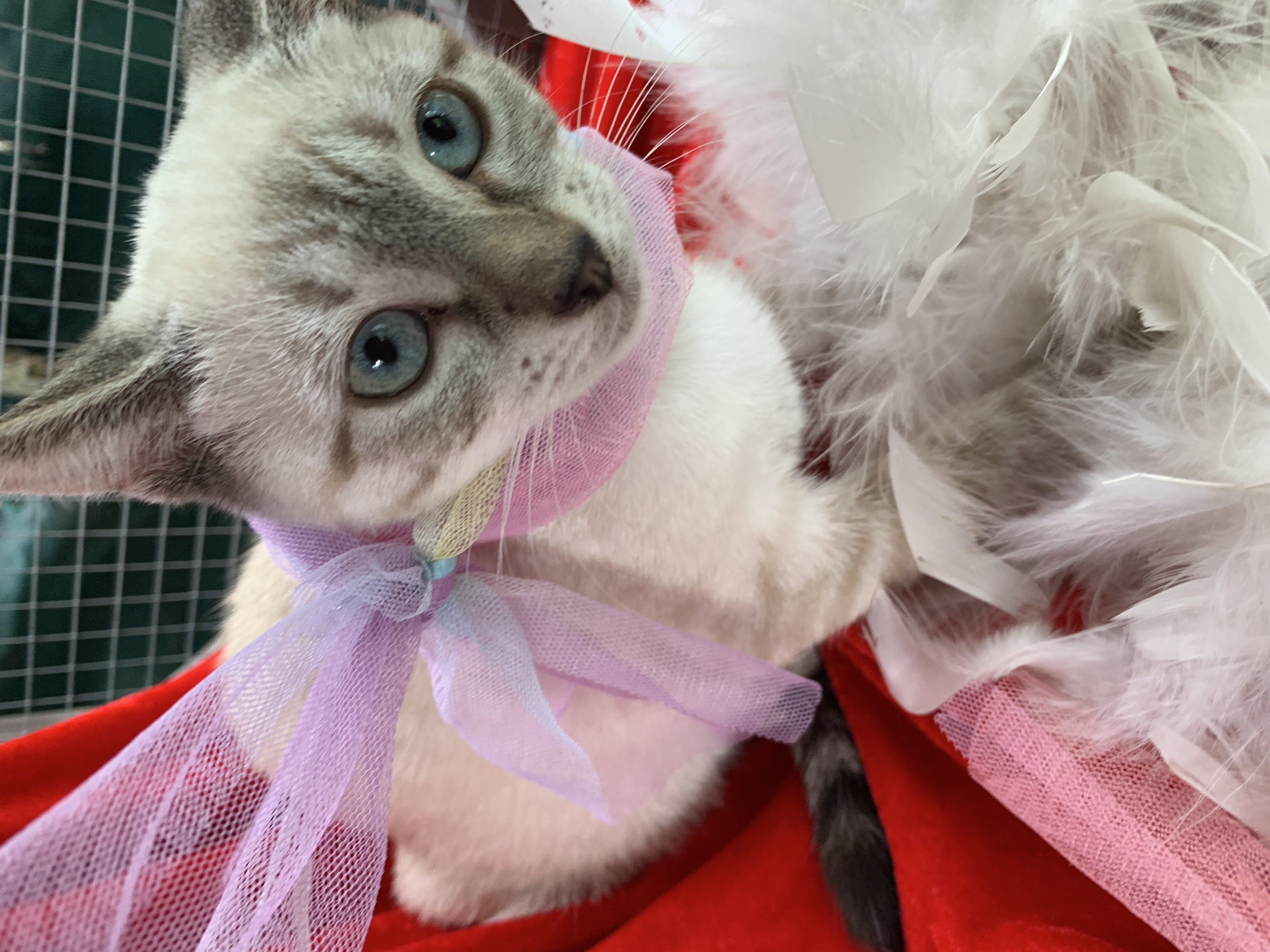 Domestic Short Hair (DSH) – Hassall Grove