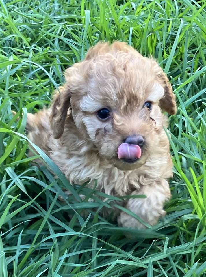 Cavoodle – Encounter Bay