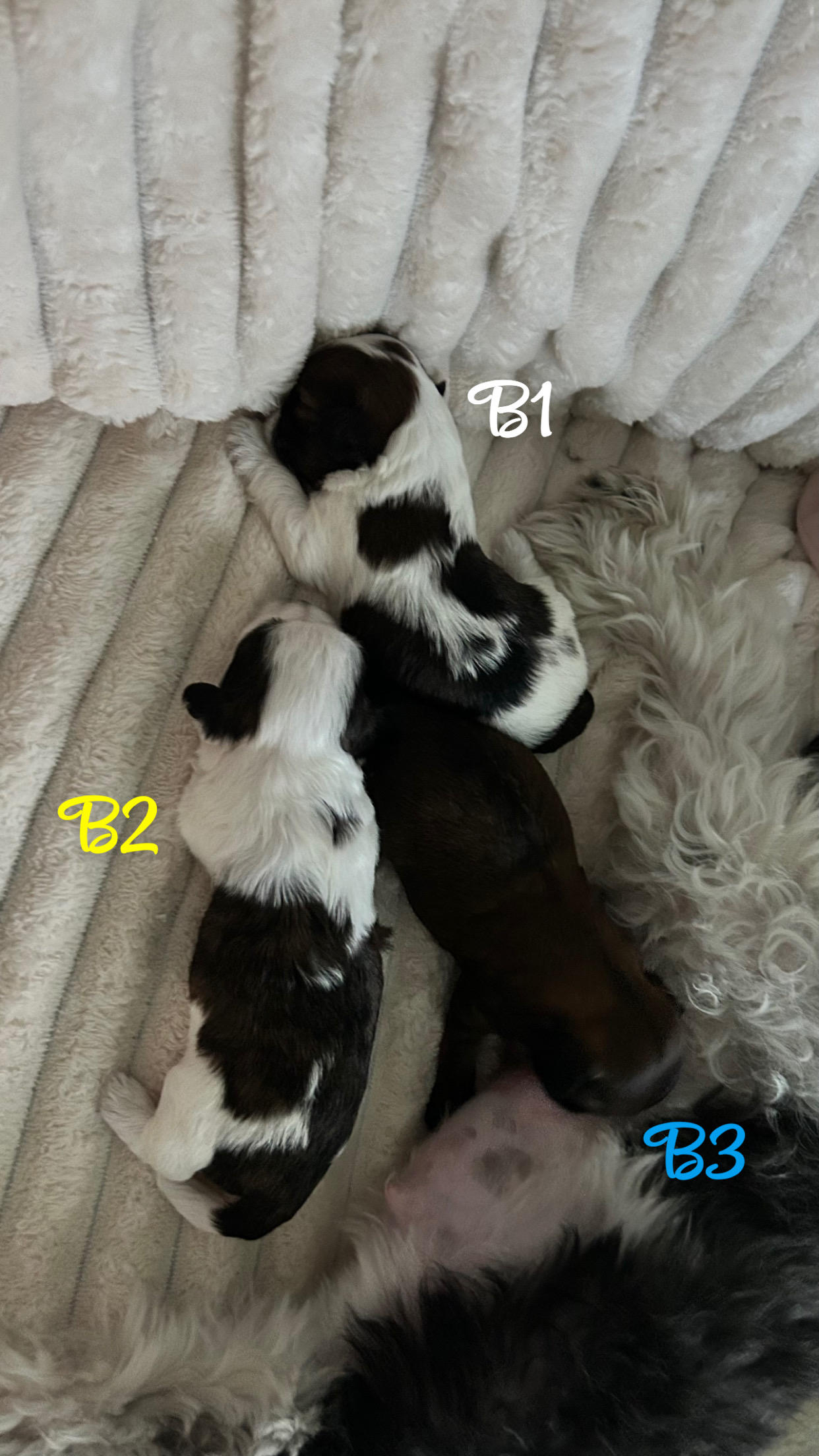 Maltese Shih Tzu – Townsville City