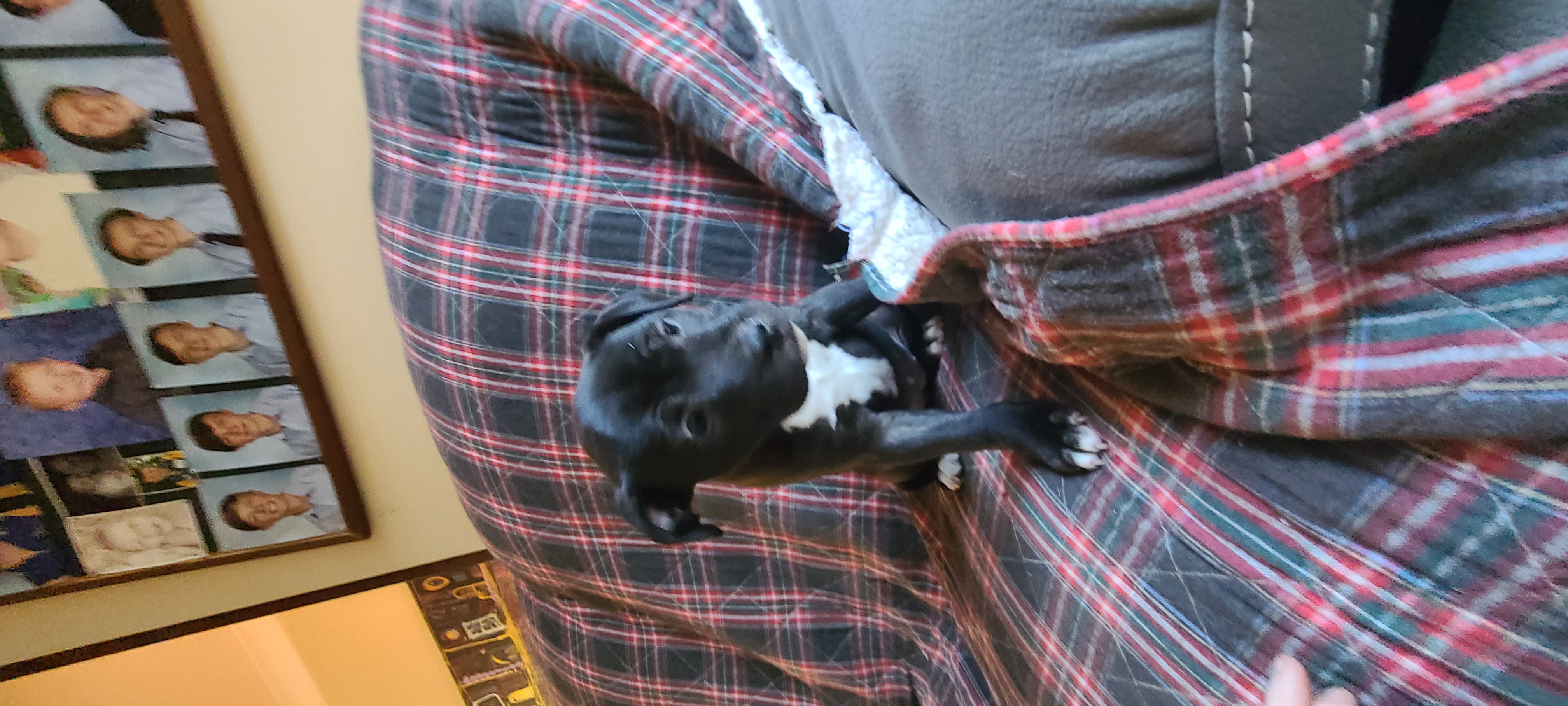 Staffordshire Bull Terrier – Toowoomba