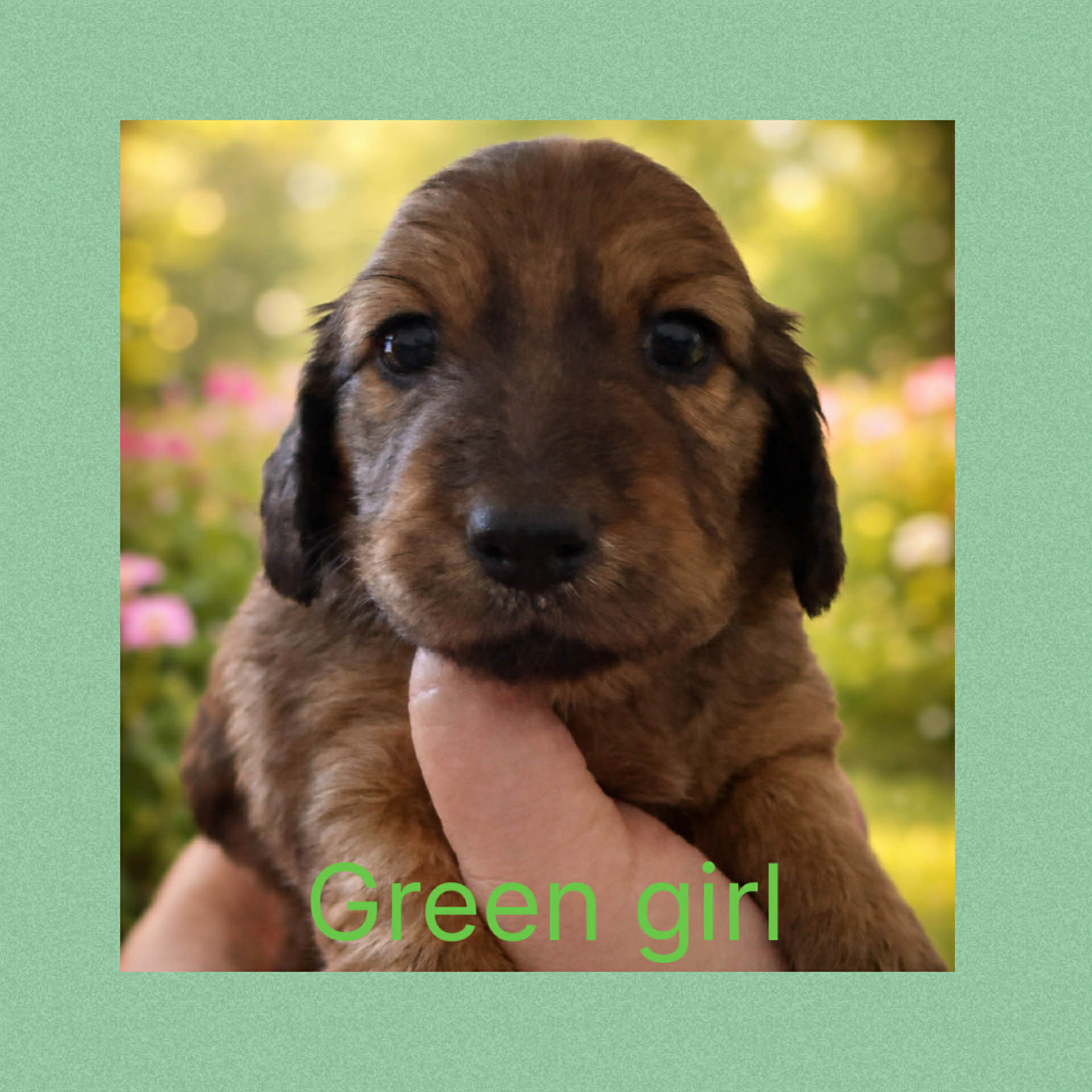 Miniture Dachshunds and Cavoodles