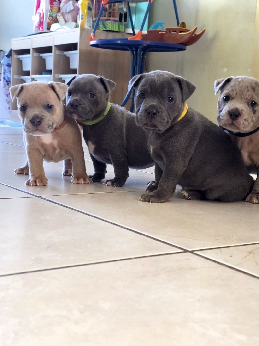 British Bulldog – Redland