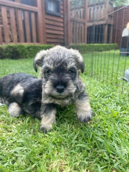Schnauzer (Miniature) – Mount Gambier