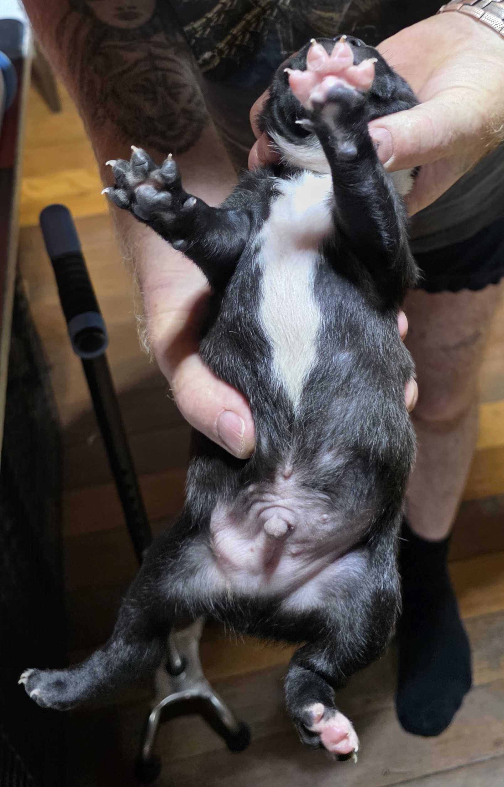 Staffordshire Bull Terrier – Paskeville