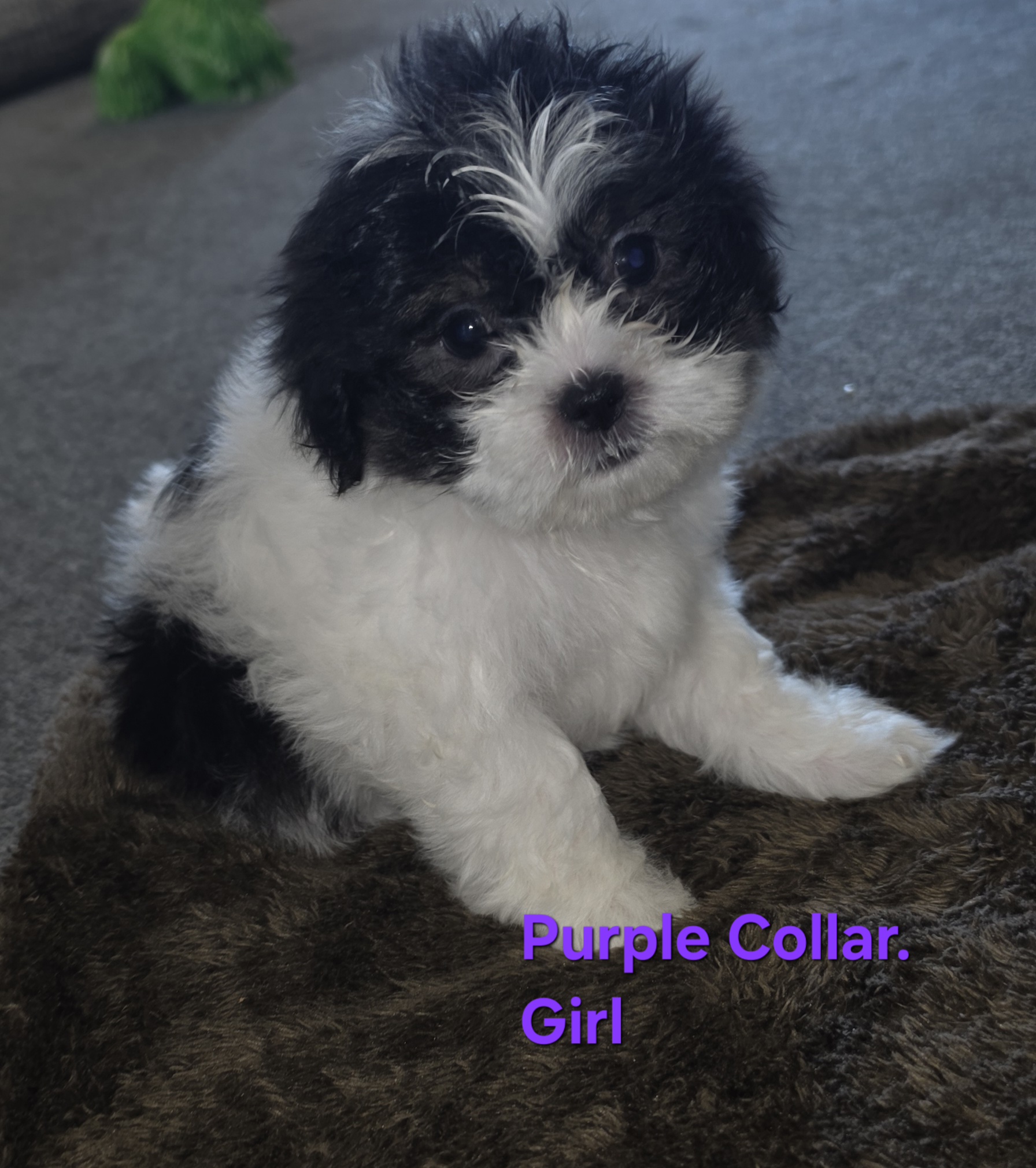 Shih Tzu – Wodonga